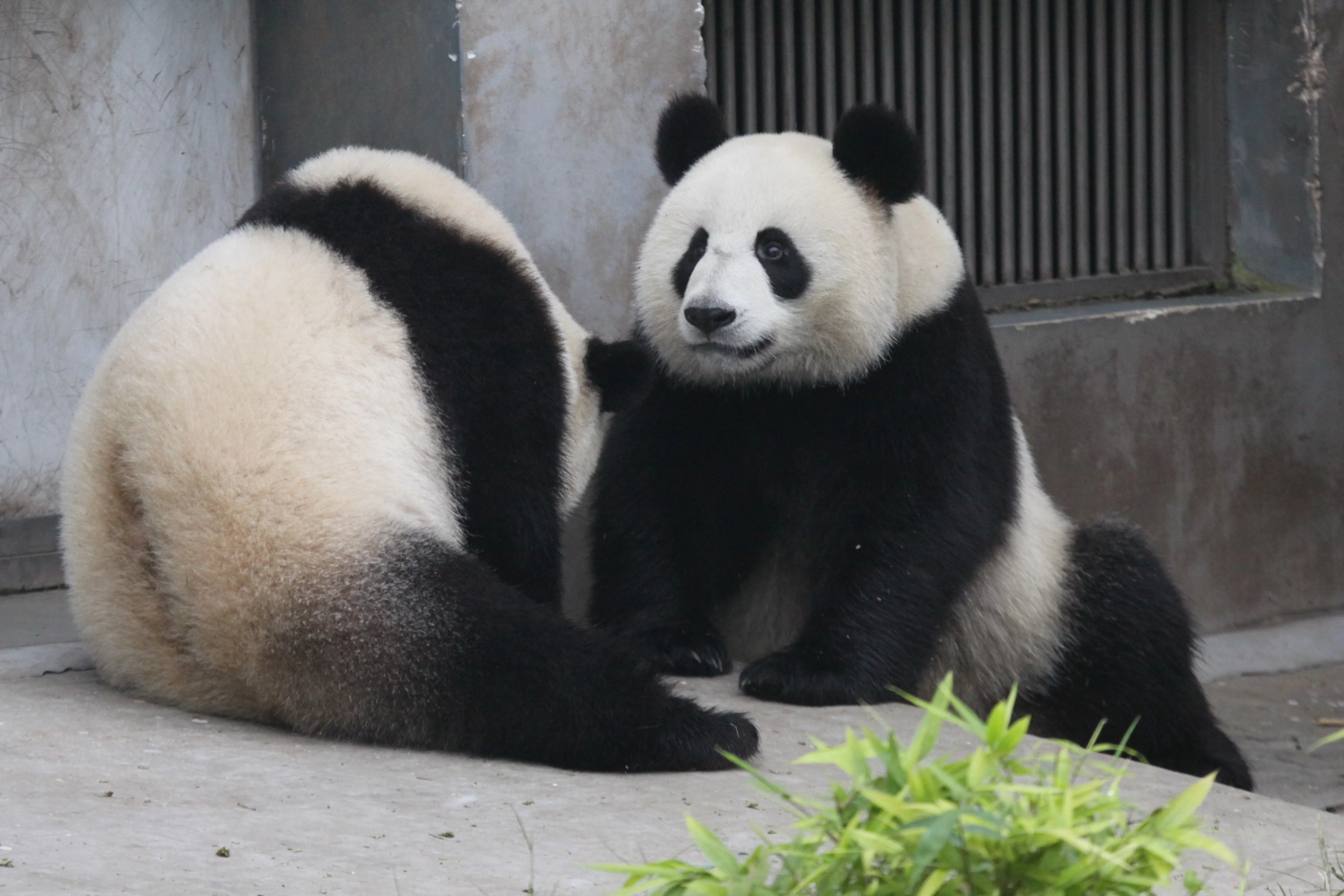 Chengdu Research Base of Giant Panda Breeding