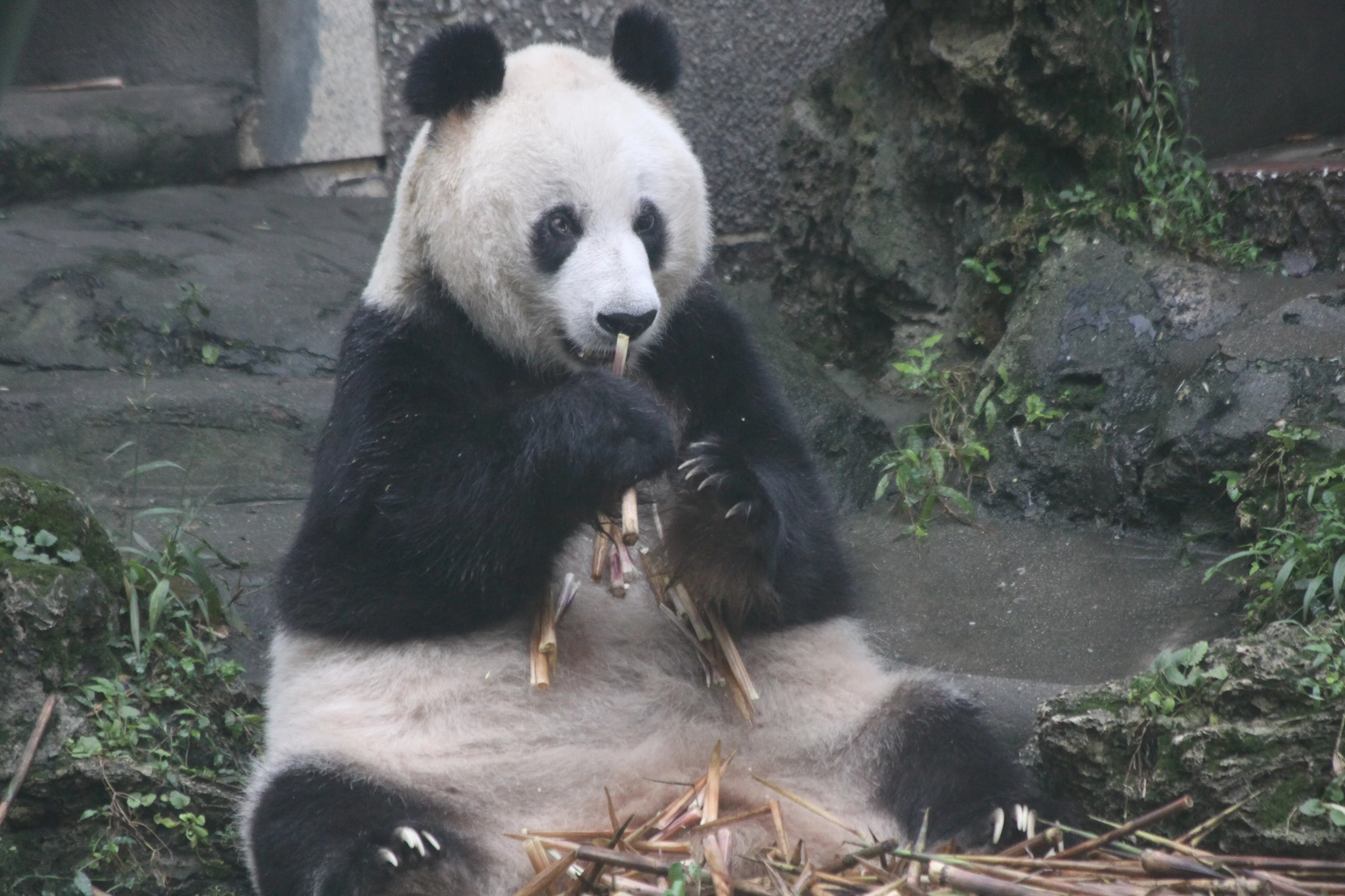 Chengdu Zoo
