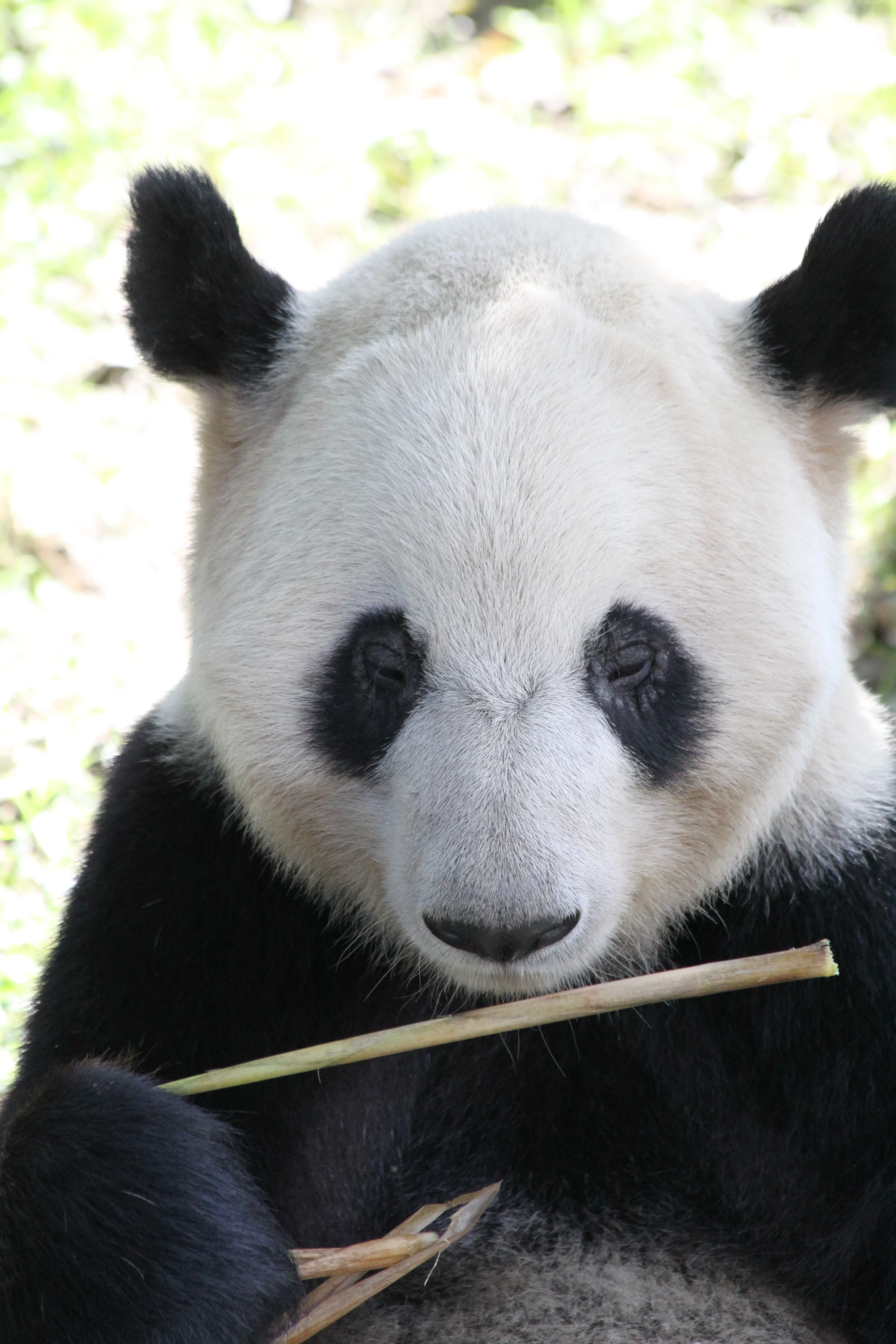 Chengdu Research Base of Giant Panda Breeding