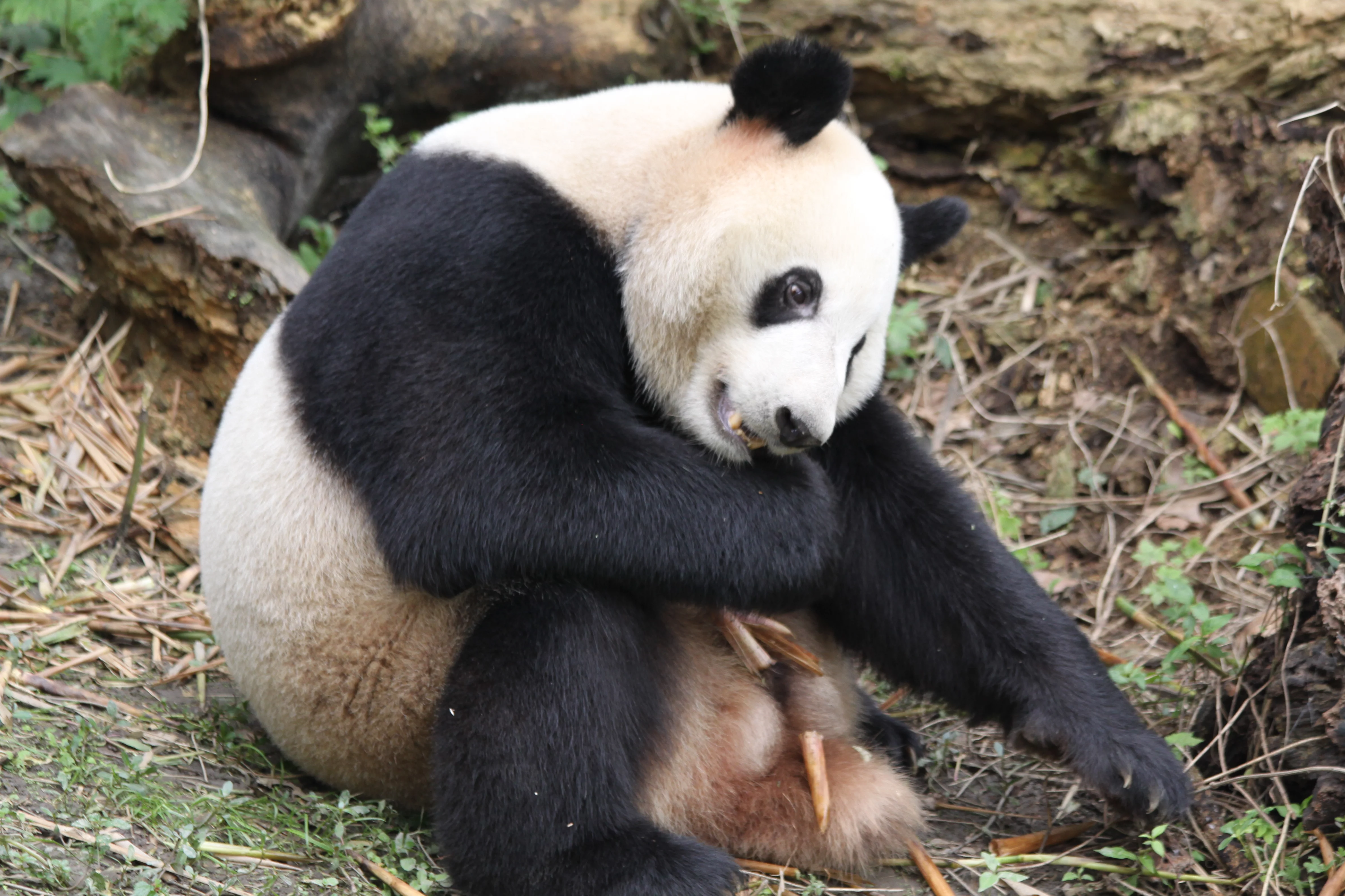 Chengdu Research Base of Giant Panda Breeding