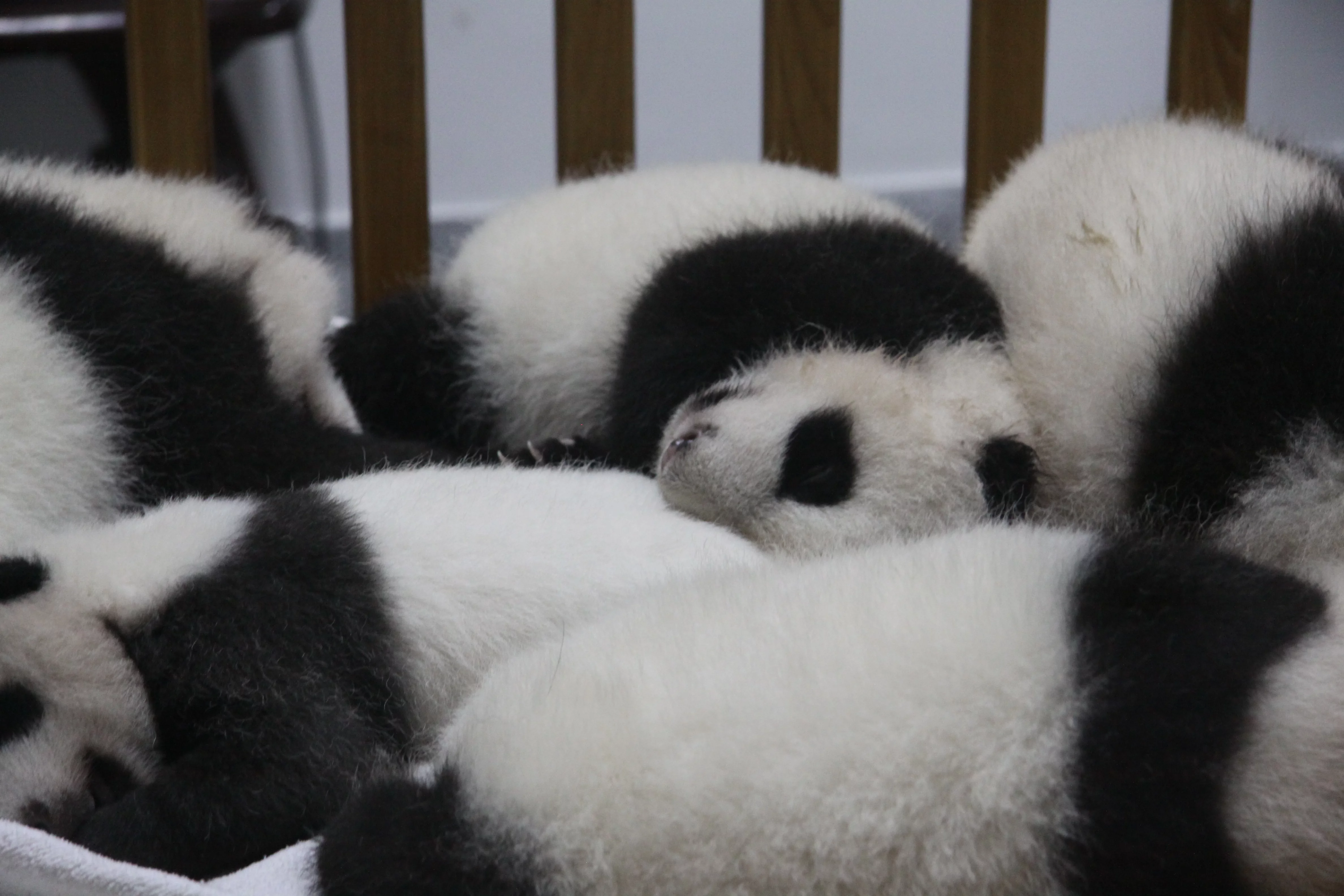 Chengdu Research Base of Giant Panda Breeding