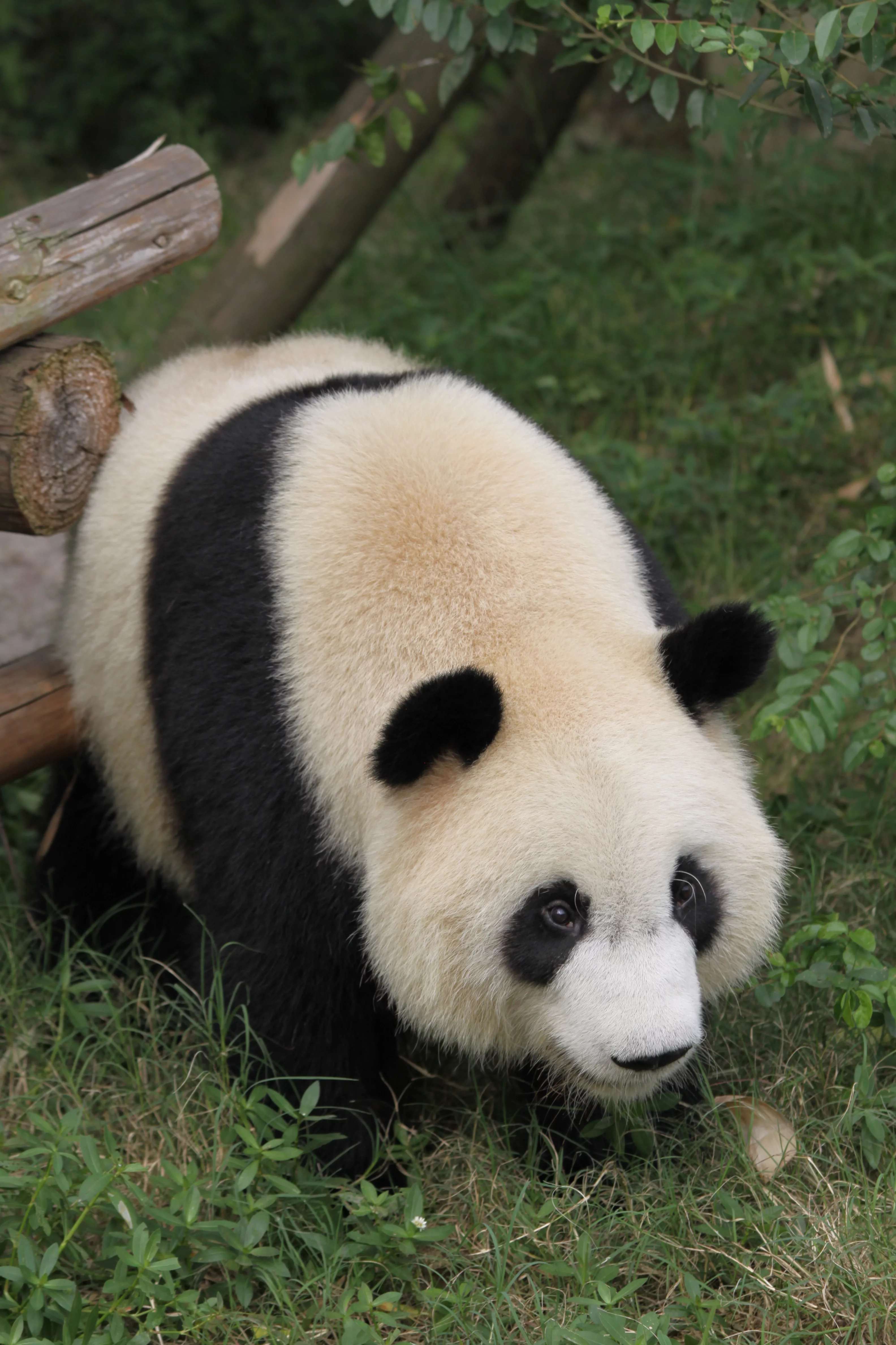 Chengdu Research Base of Giant Panda Breeding