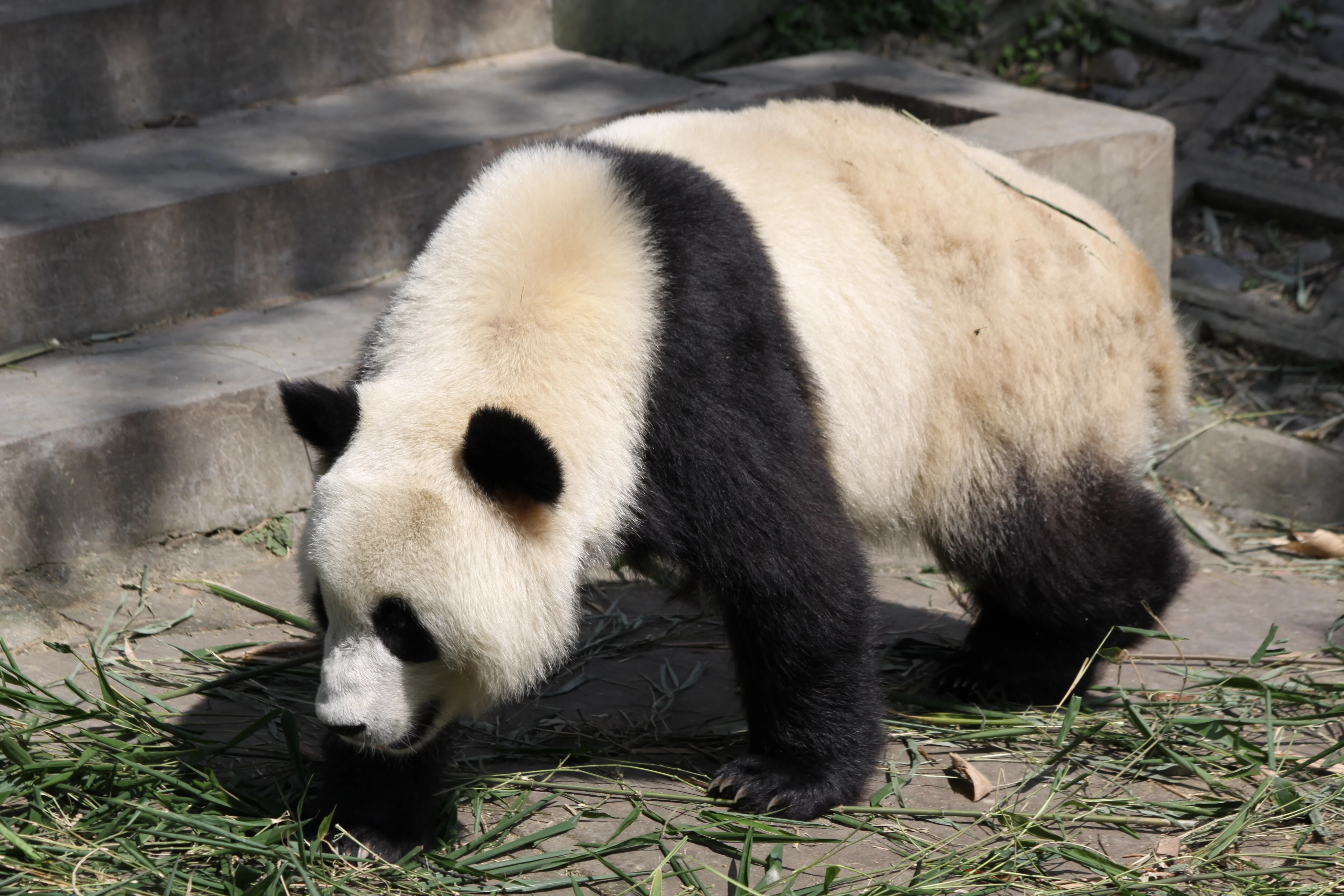 Ya'an Bi Feng Xia Base of CCRCGP