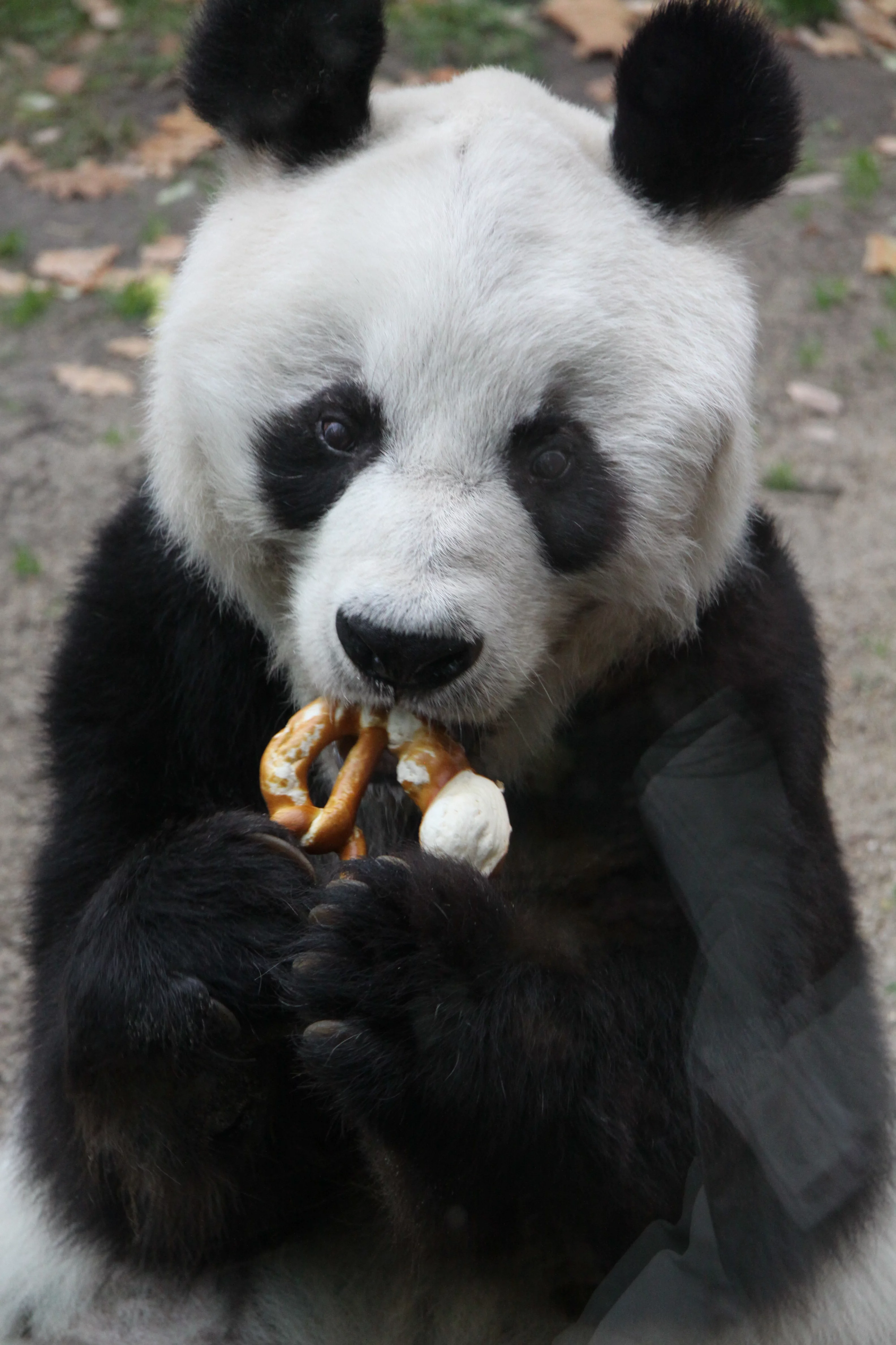 Zoo Berlin