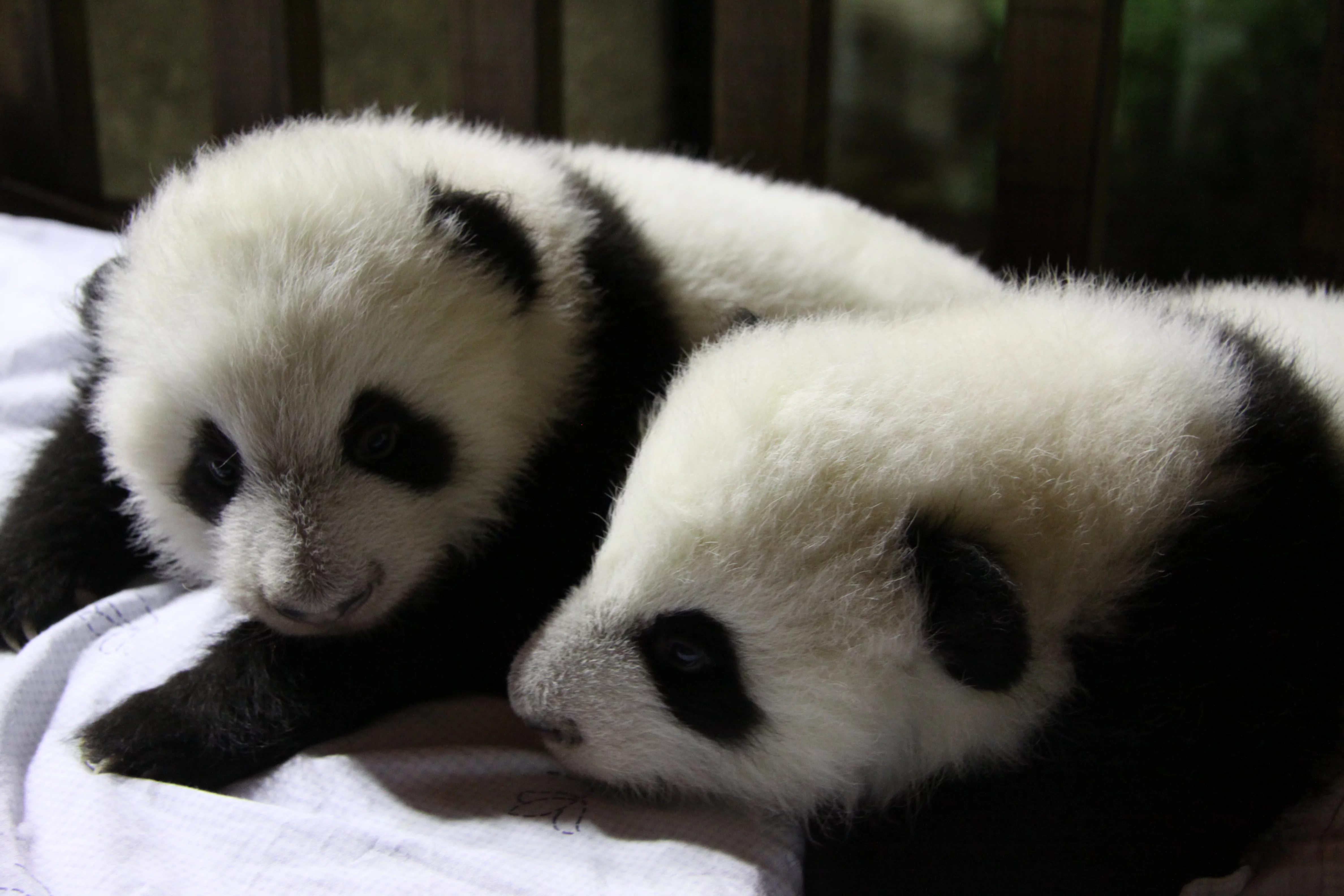 Zoo Madrid