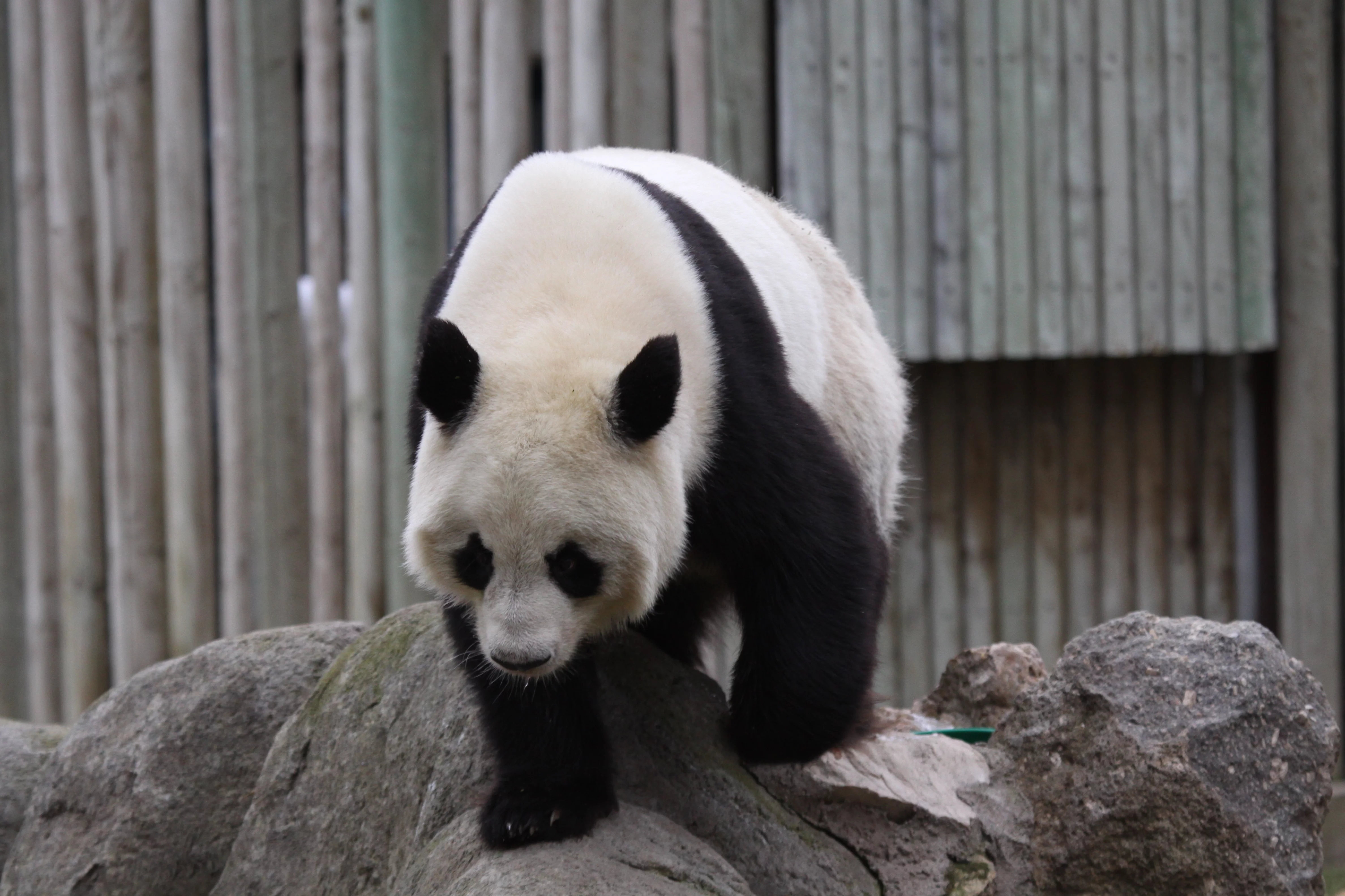 Zoo Madrid