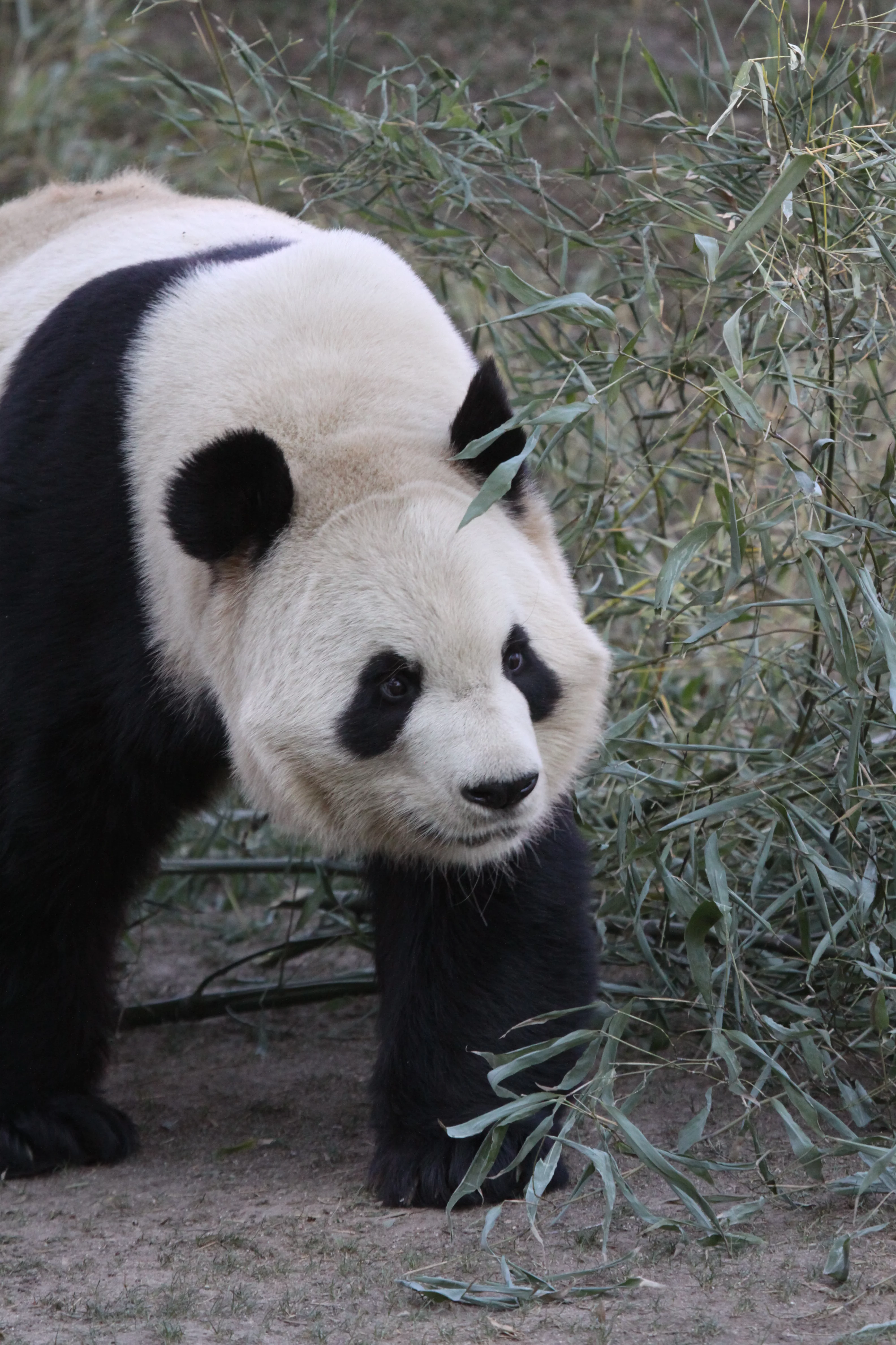 Zoo Madrid
