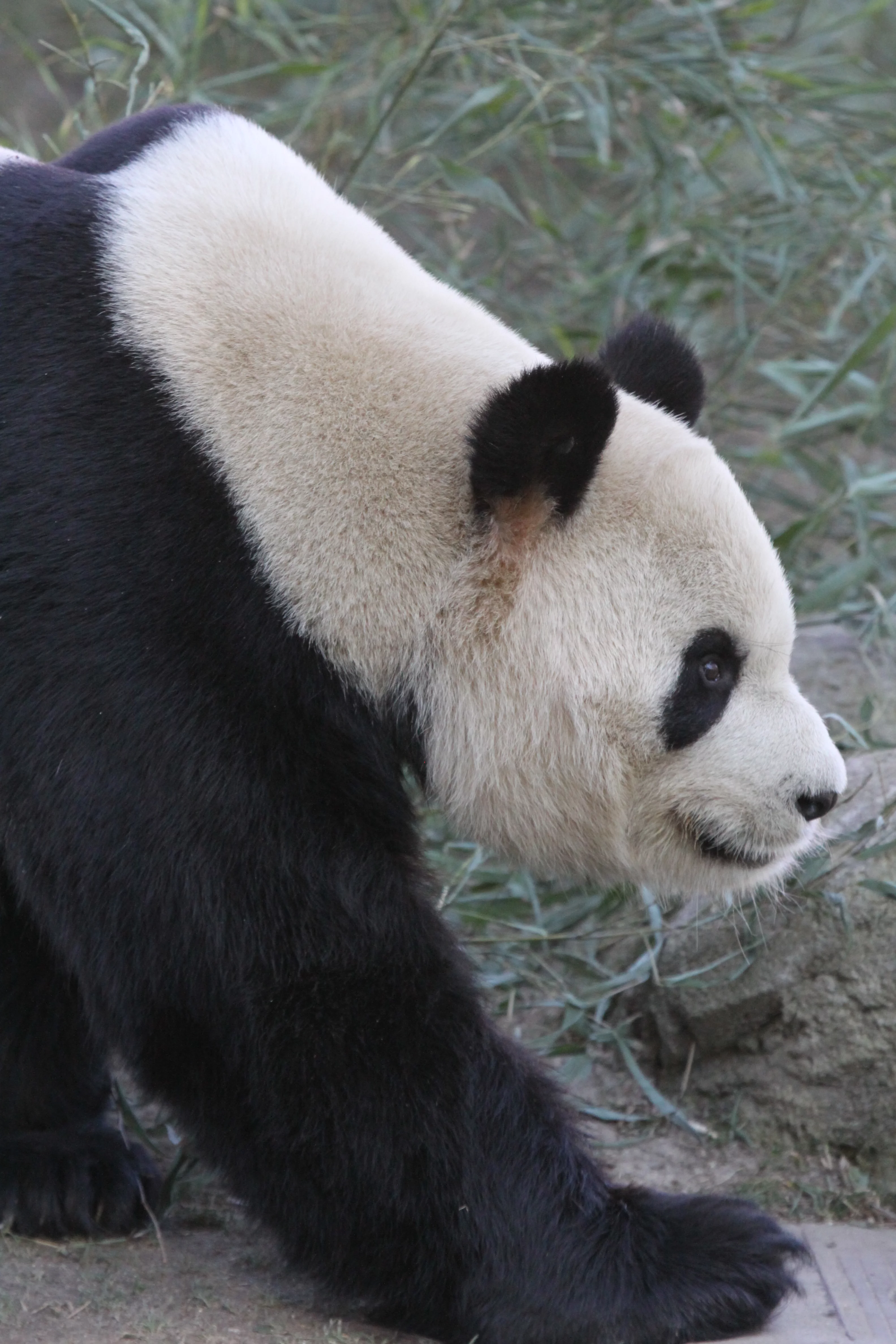 Zoo Madrid