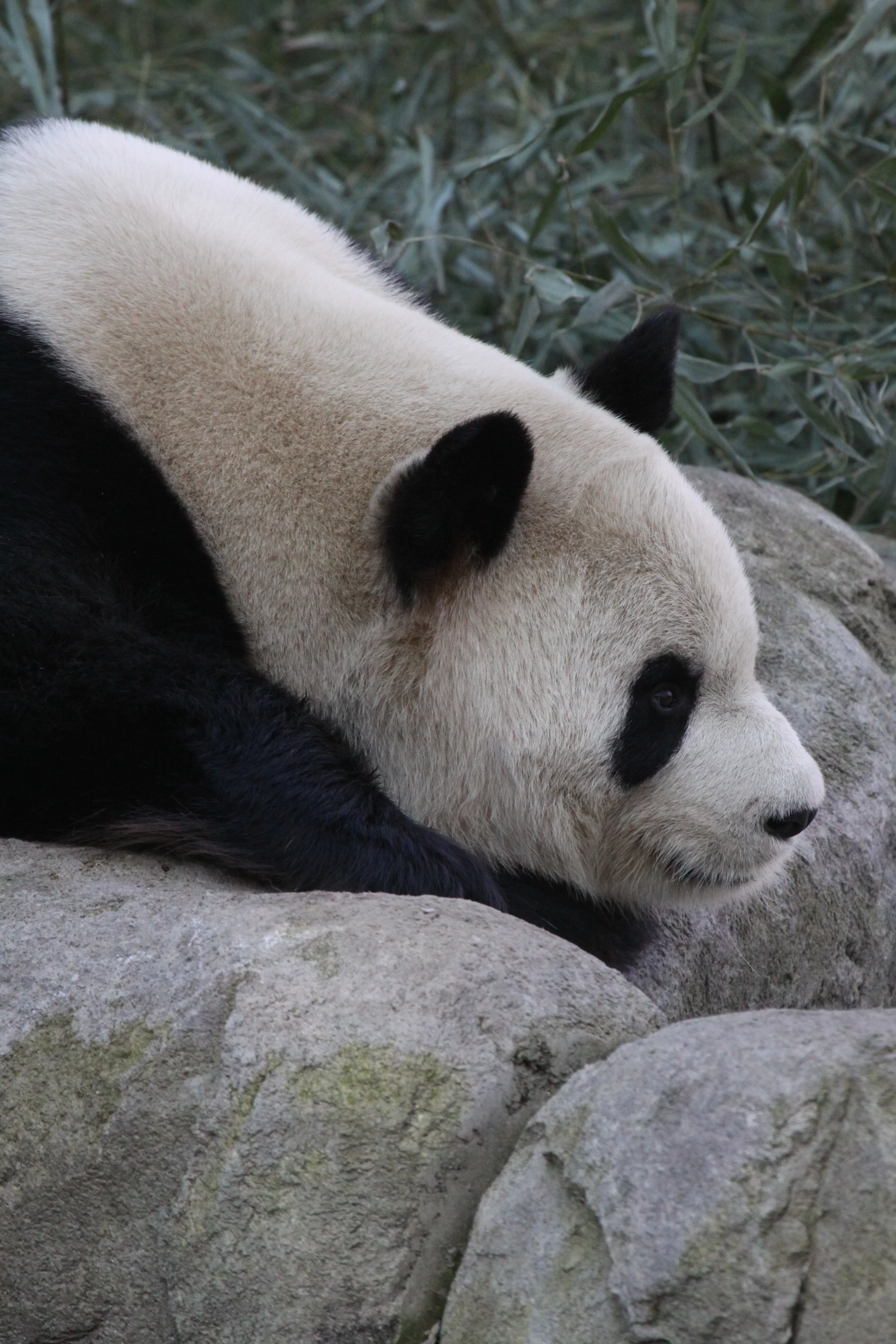 Zoo Madrid