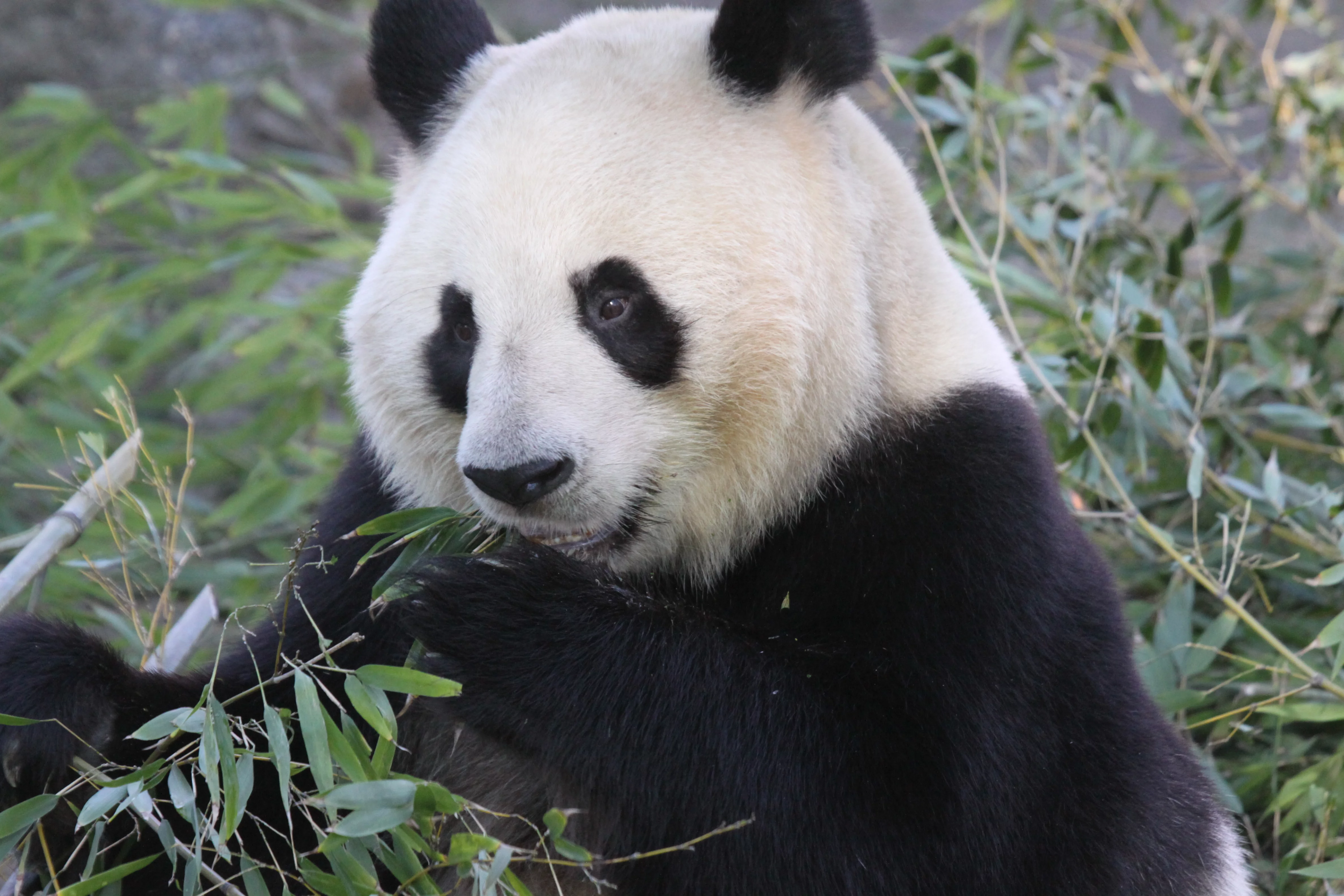 Zoo Madrid
