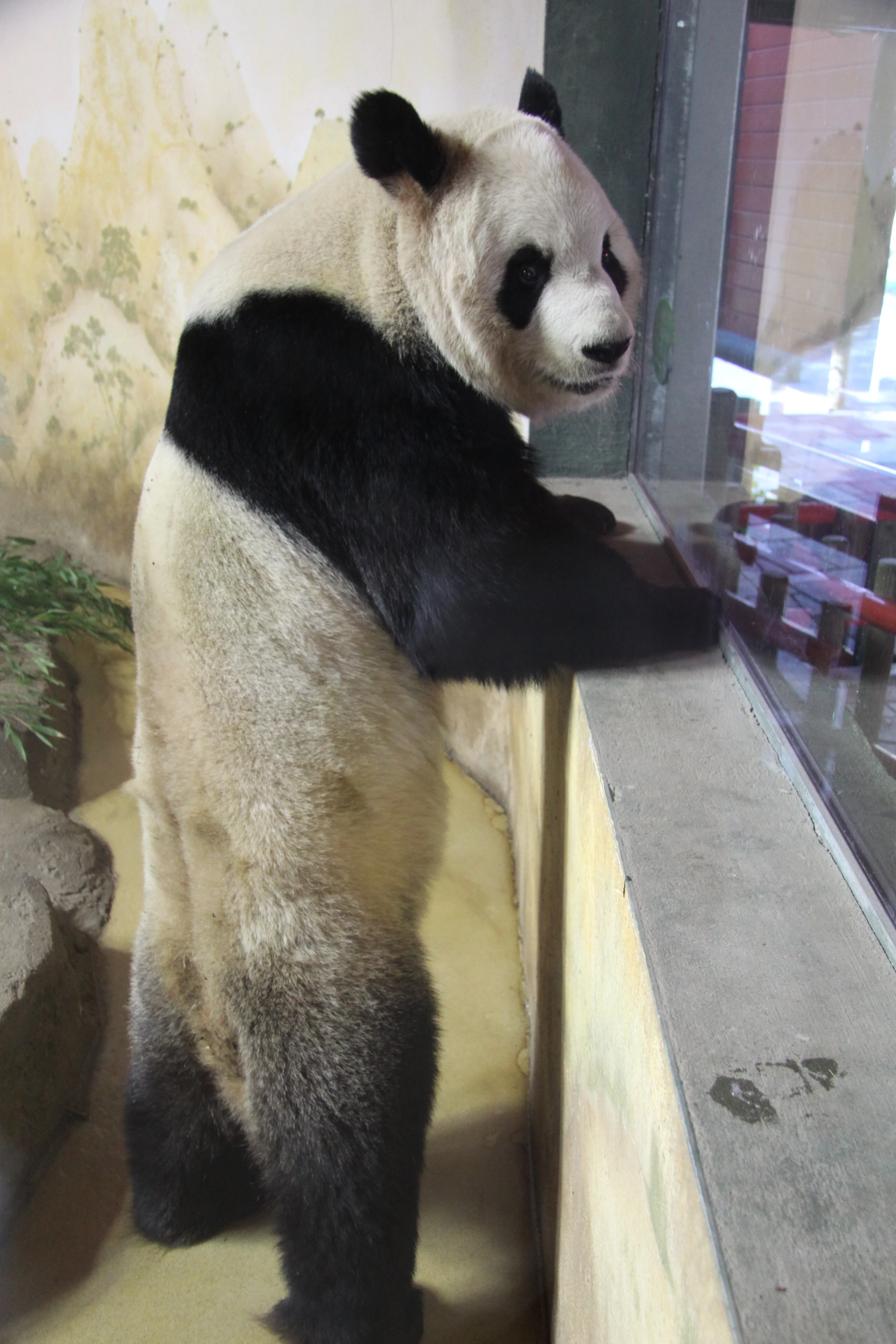 Zoo Madrid
