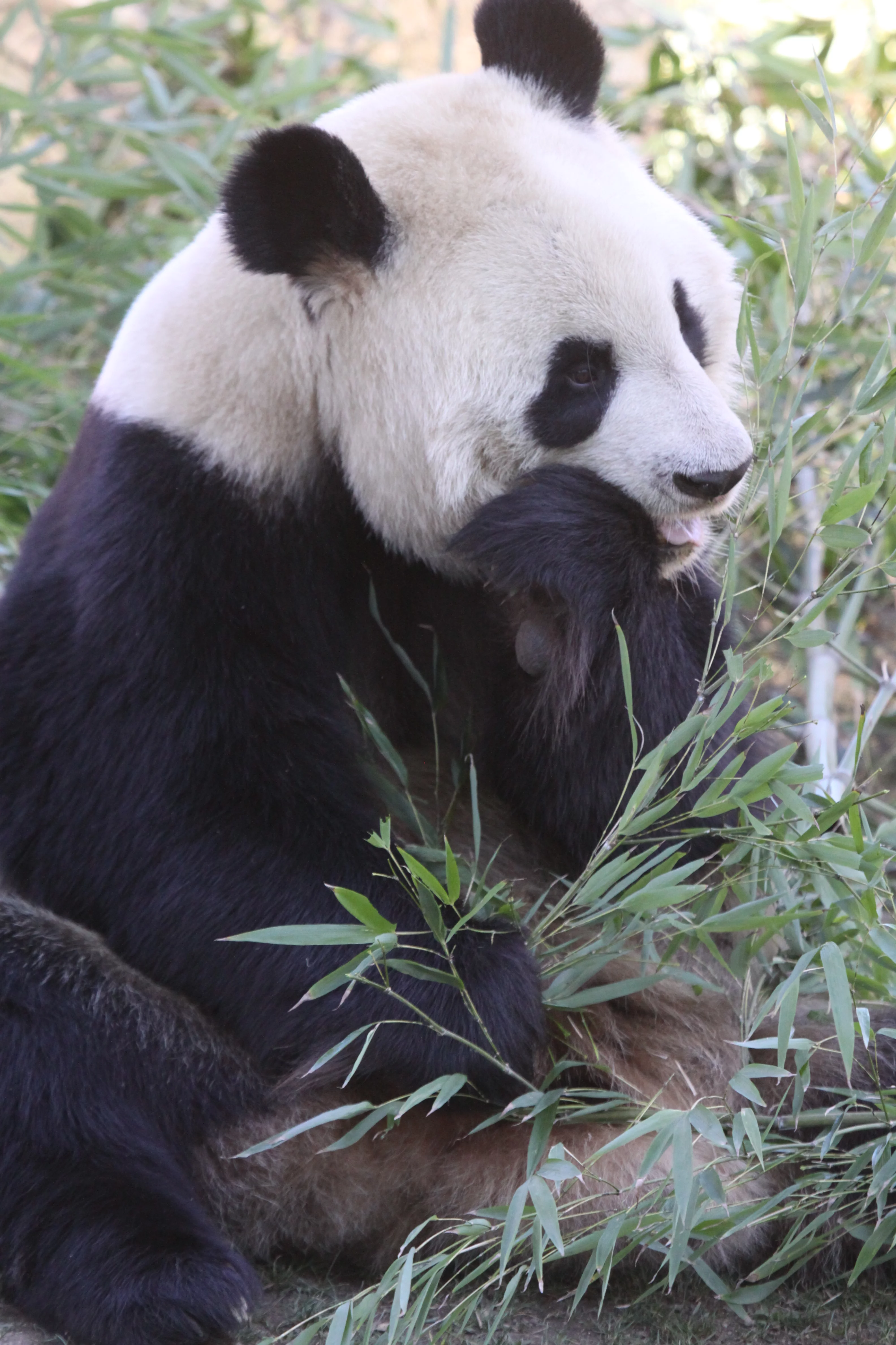 Zoo Madrid