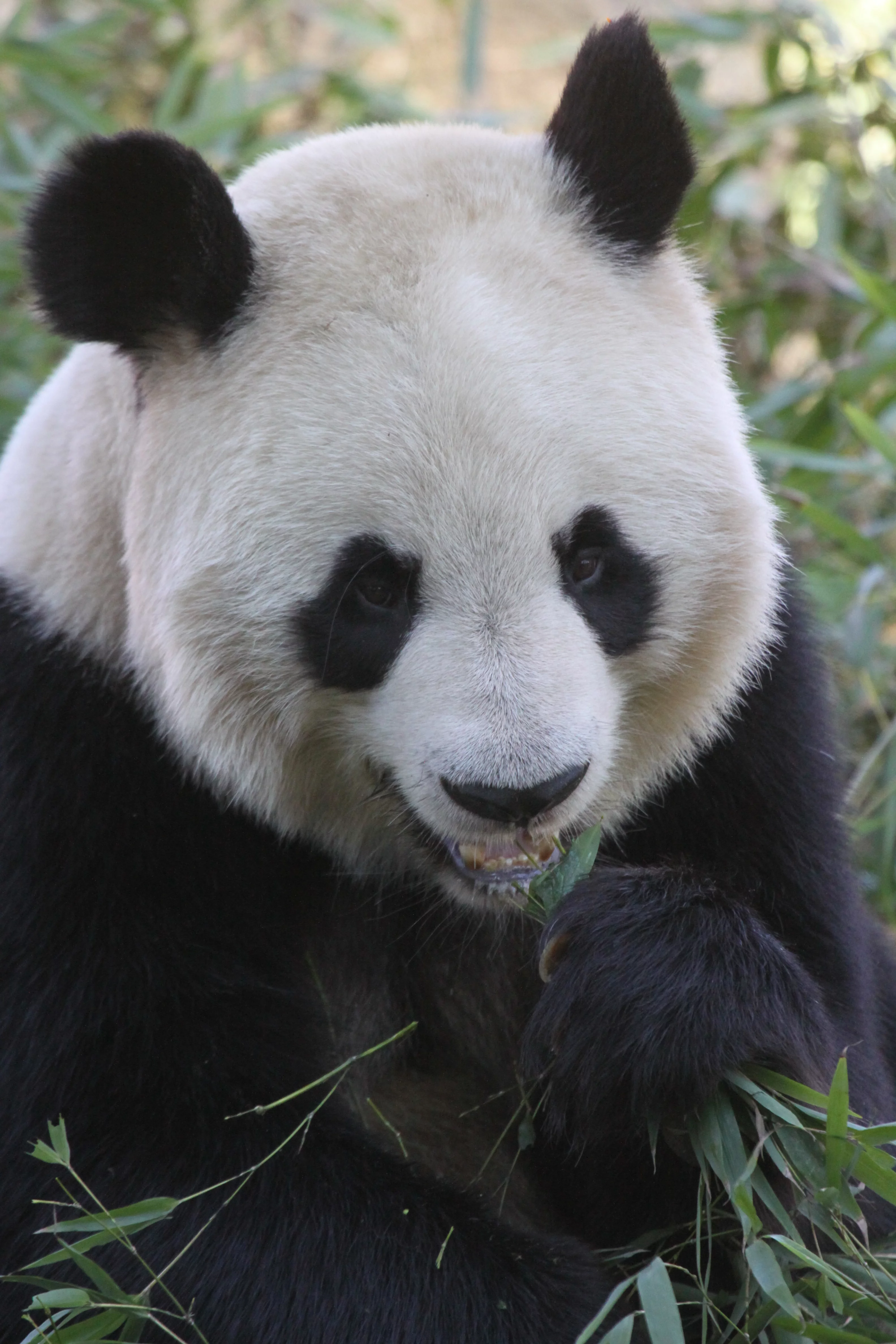 Zoo Madrid