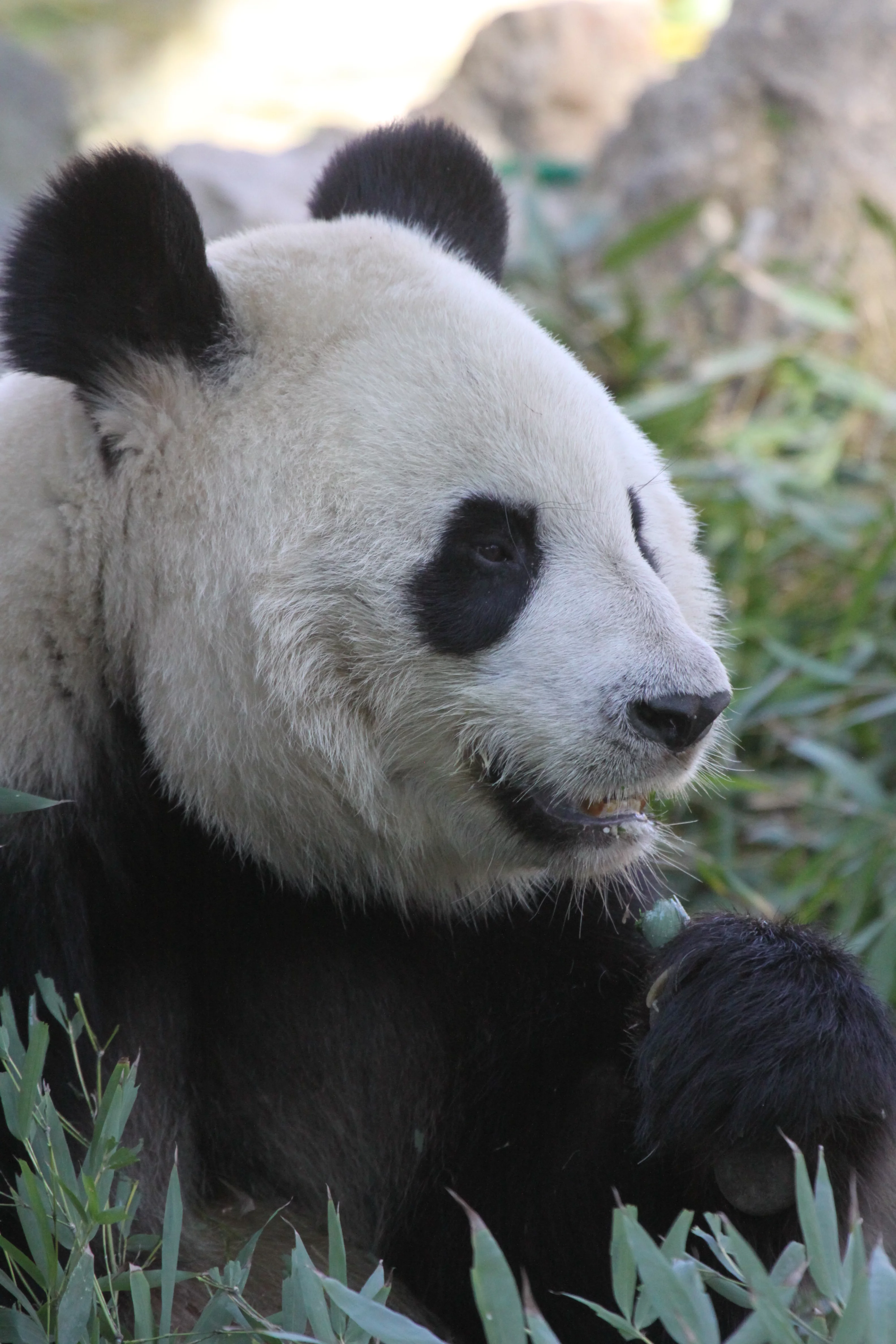 Zoo Madrid
