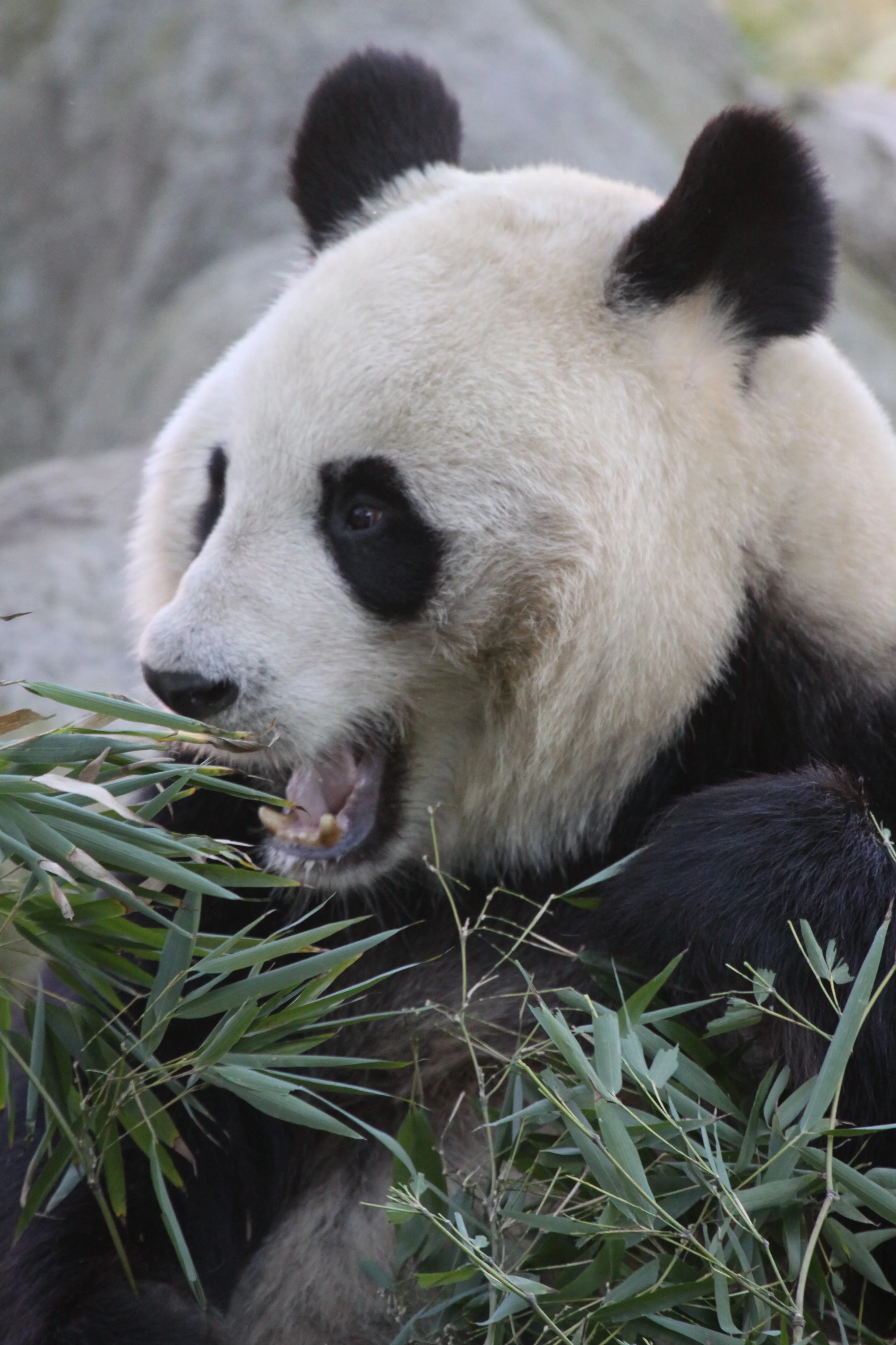 Zoo Madrid