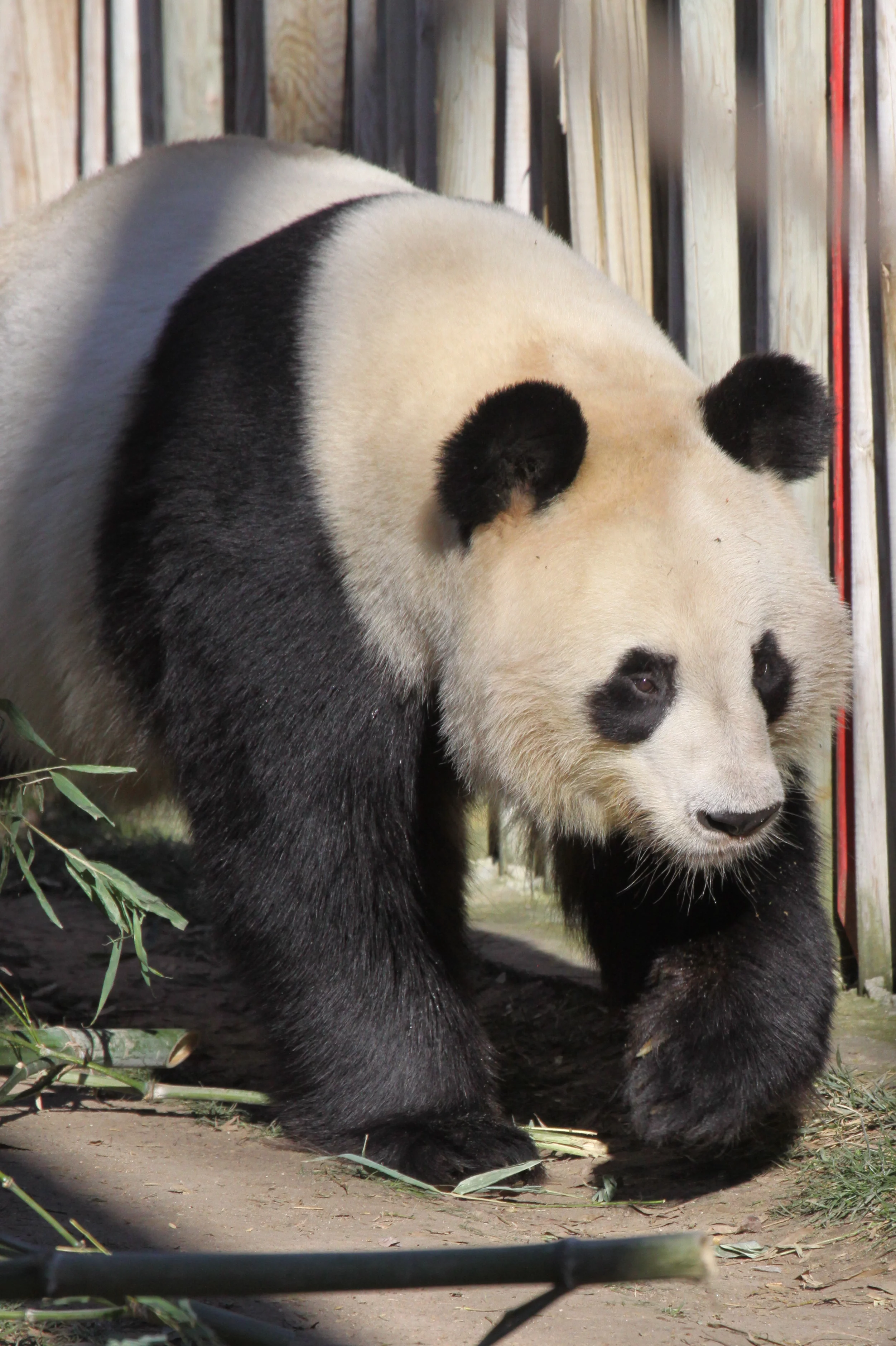 Zoo Madrid