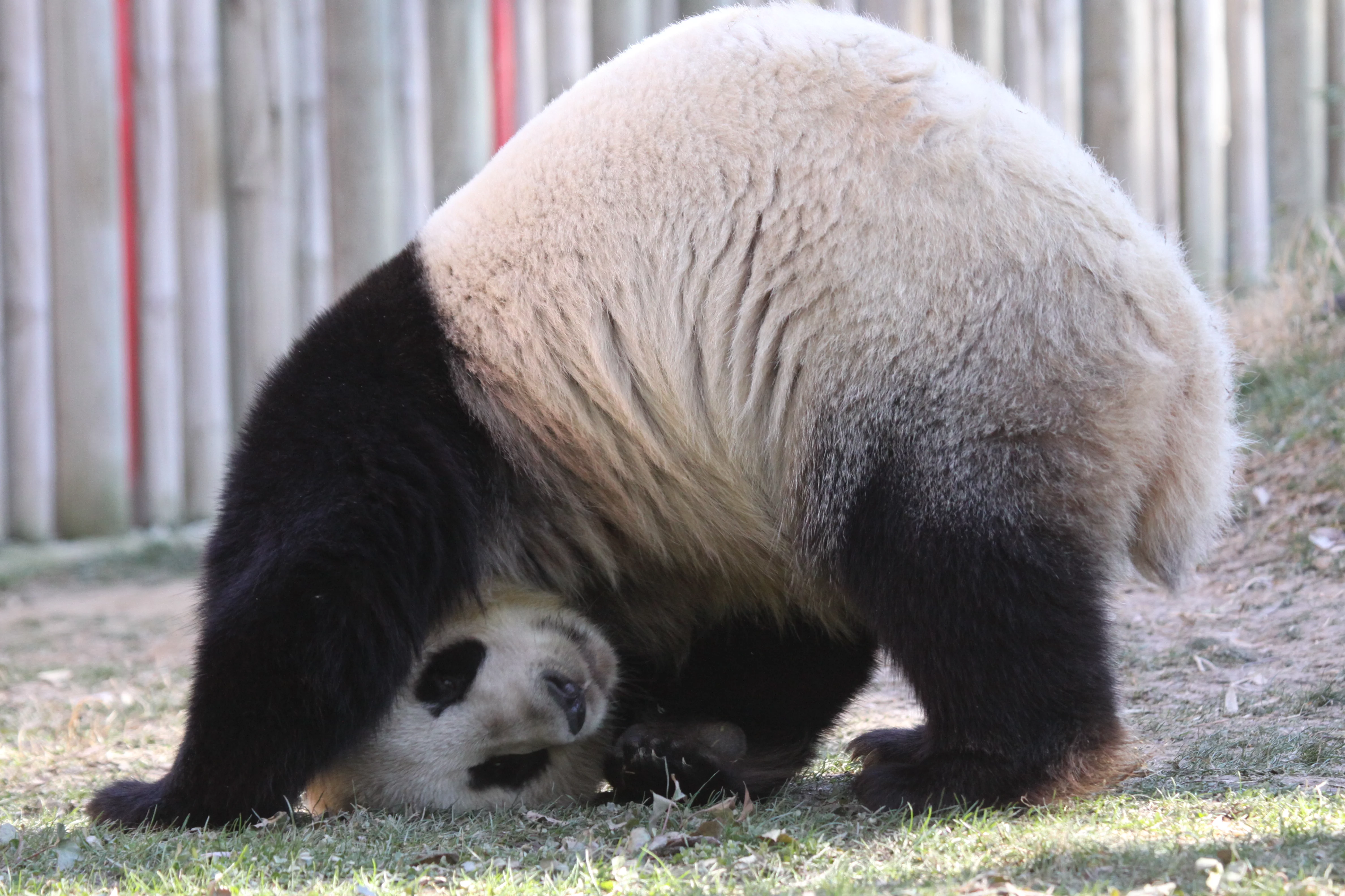 Zoo Madrid