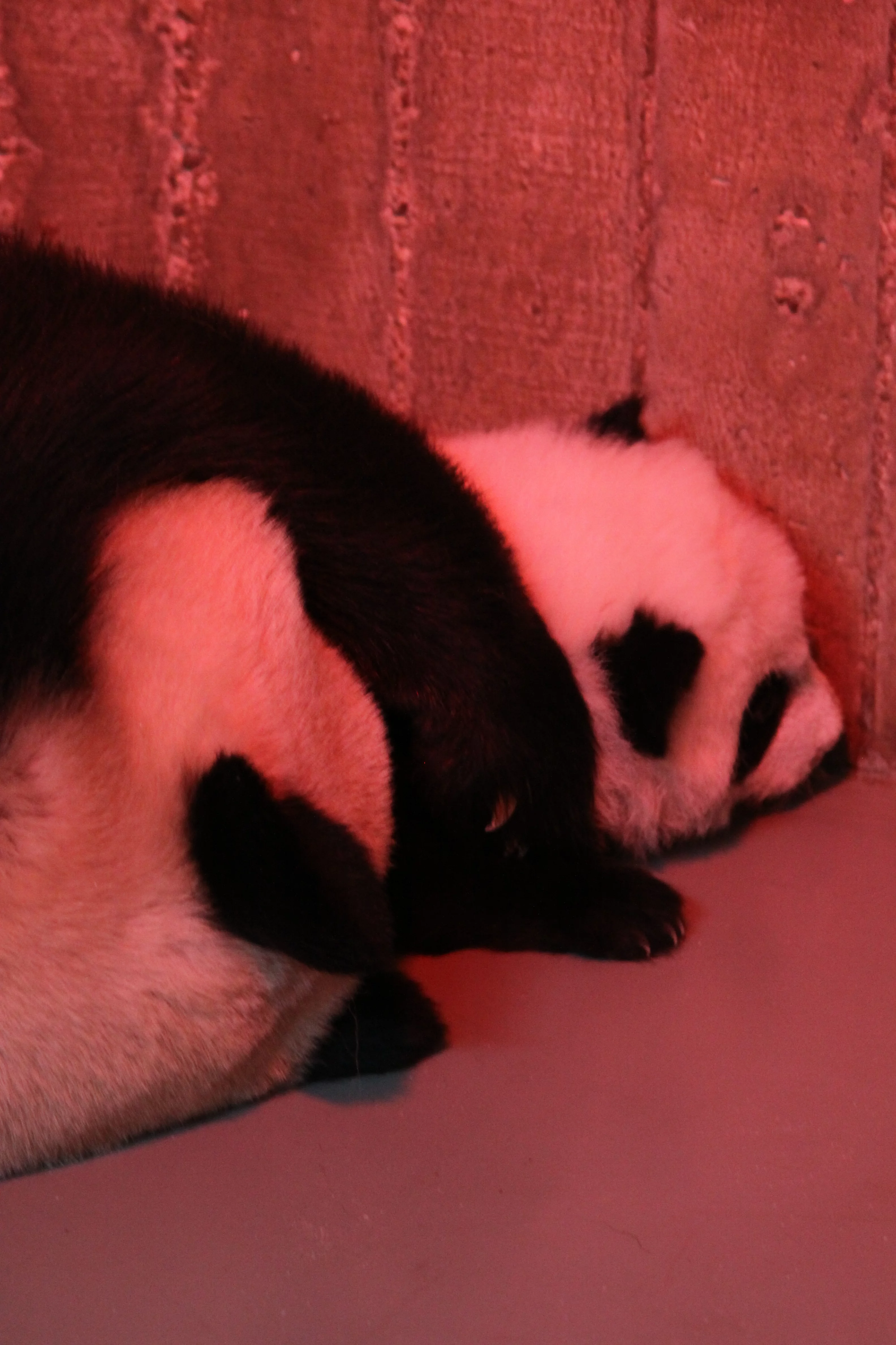 Zoo Madrid