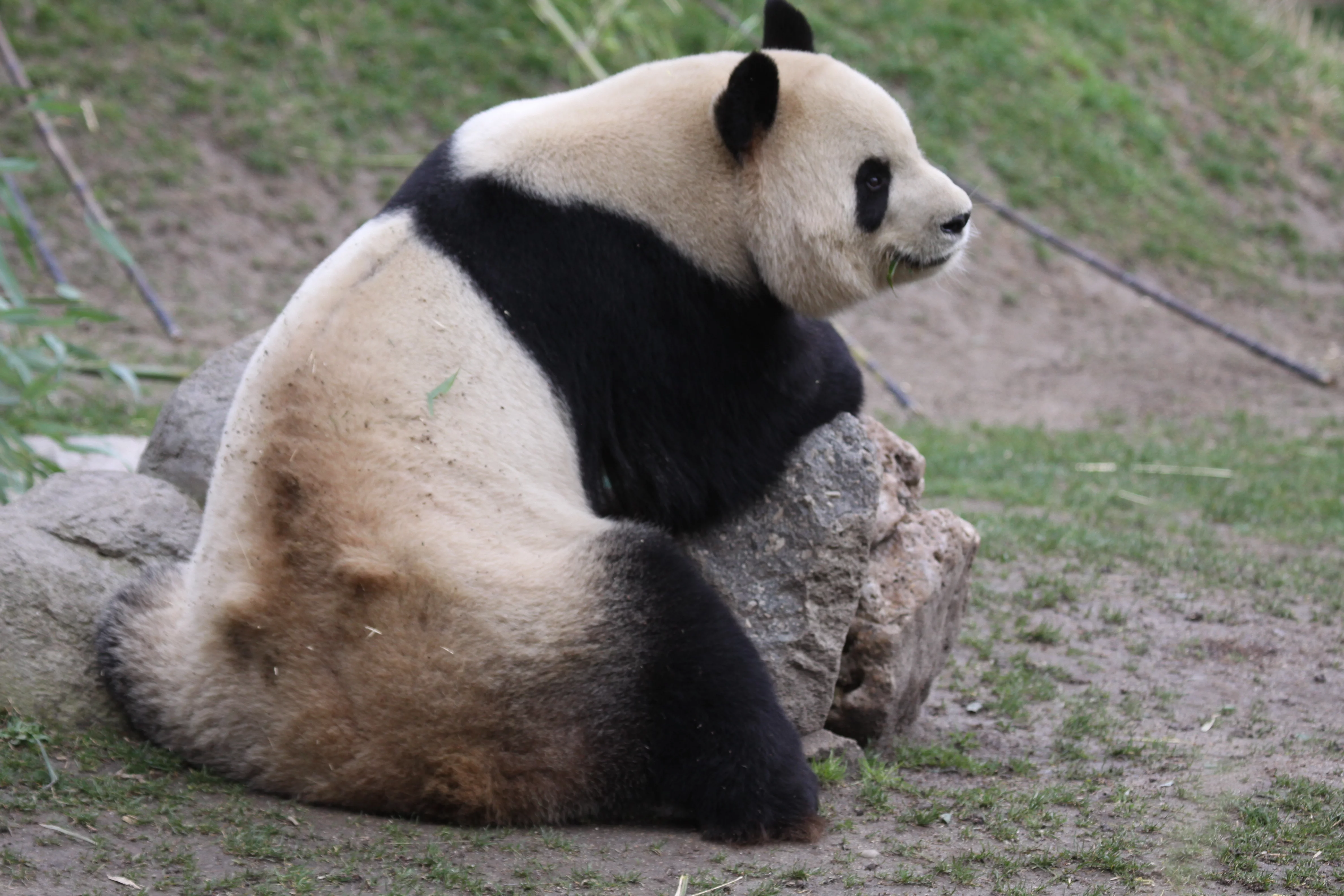 Zoo Madrid