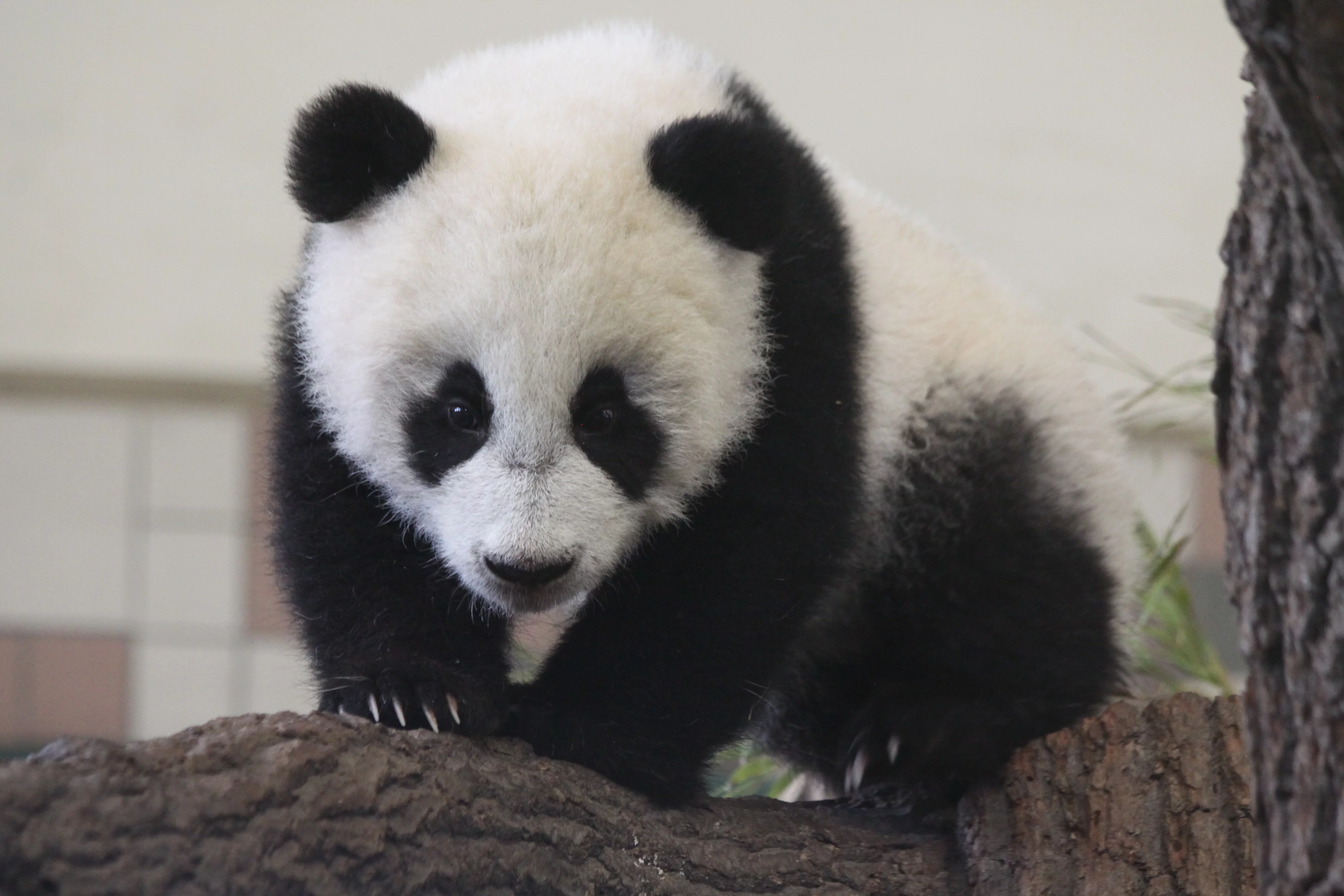 Tiergarten Schönbrunn
