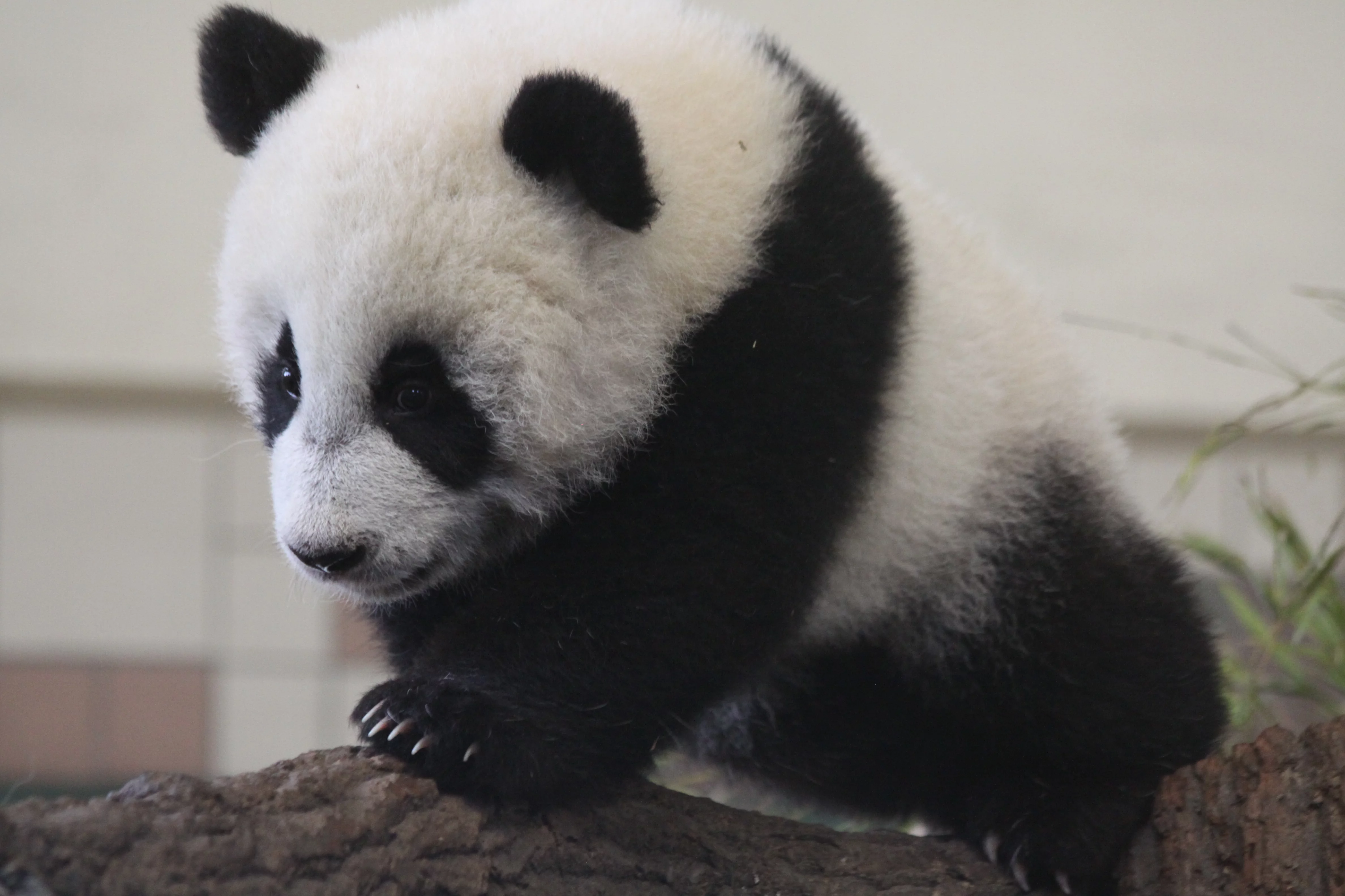 Tiergarten Schönbrunn
