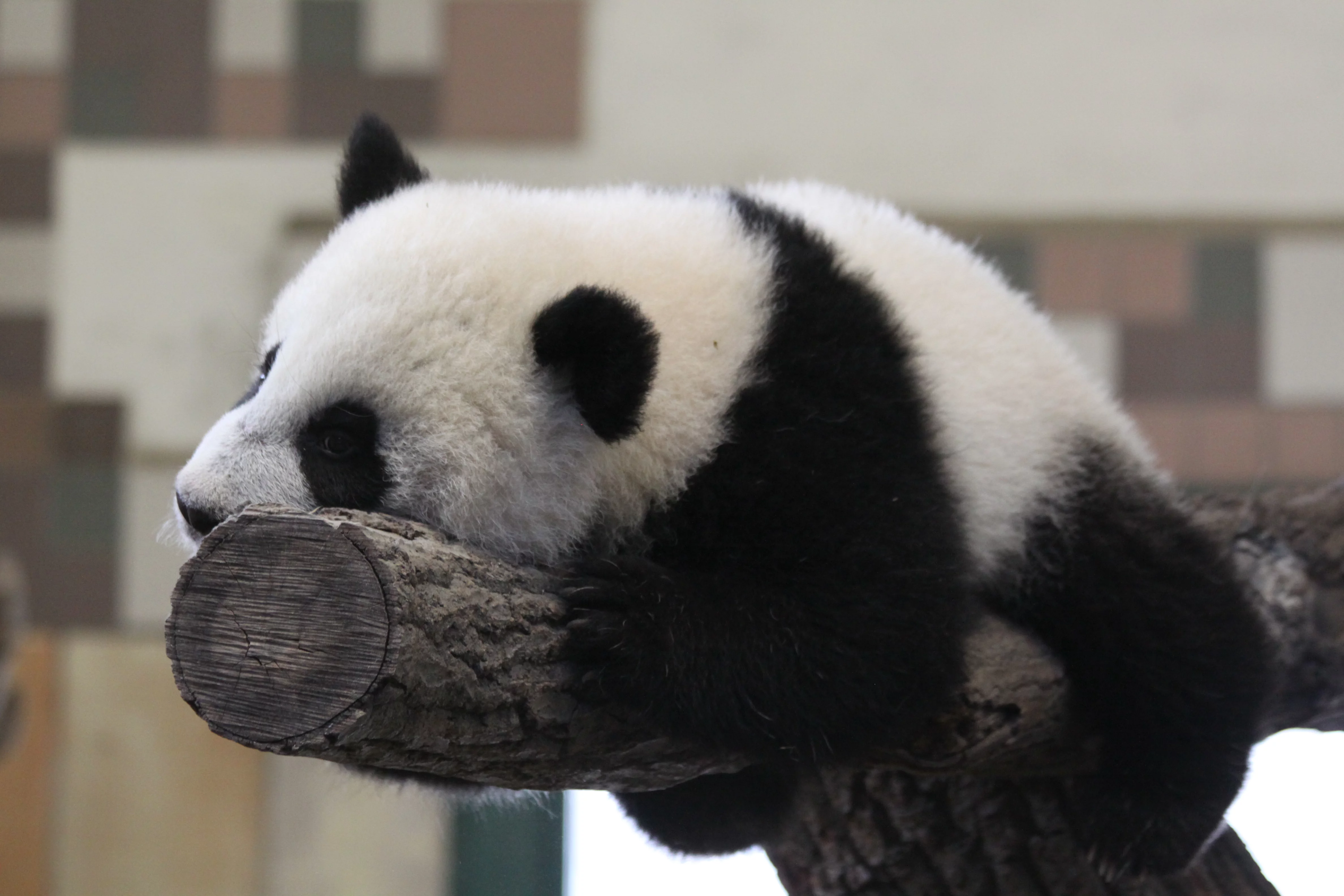 Tiergarten Schönbrunn