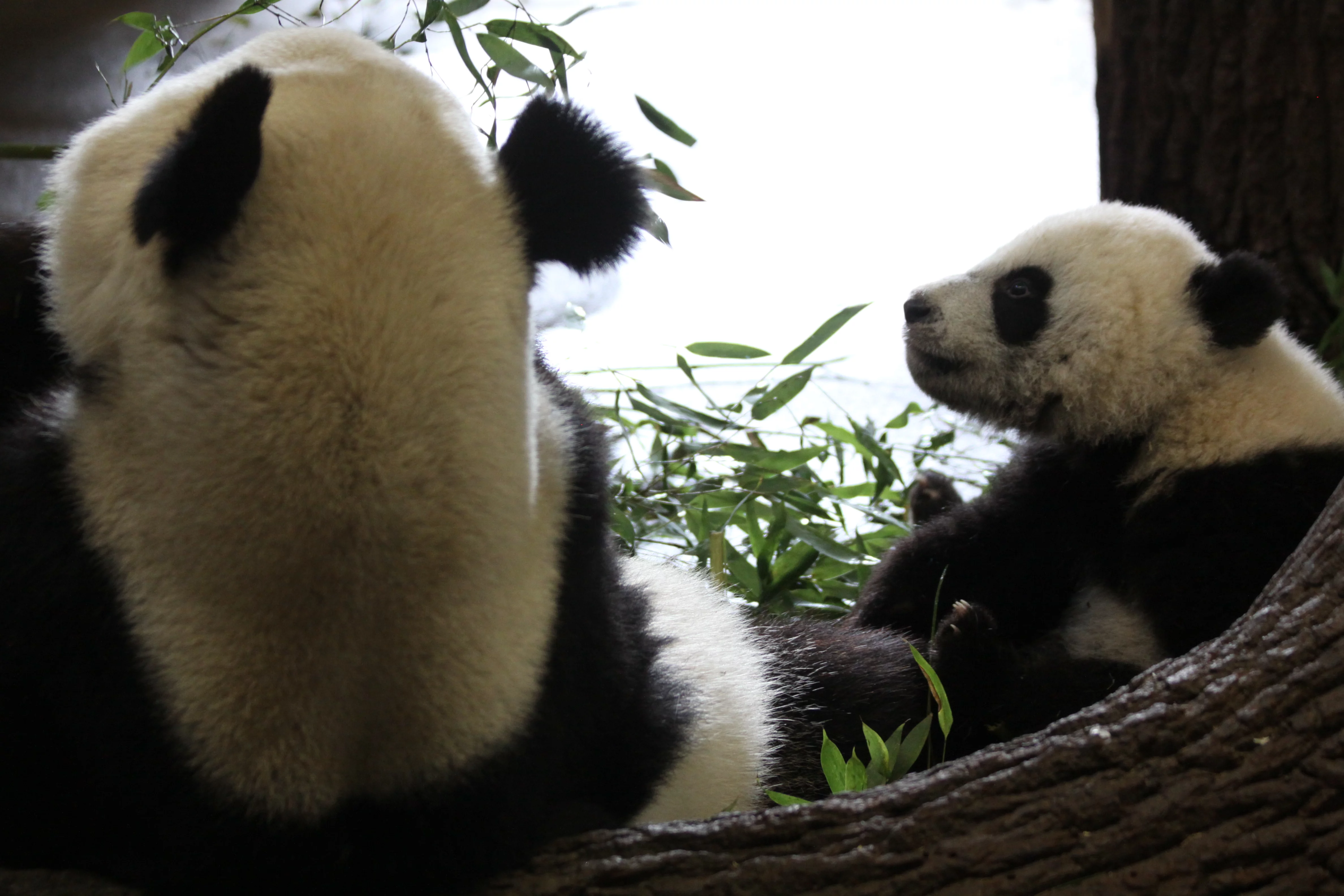 Tiergarten Schönbrunn