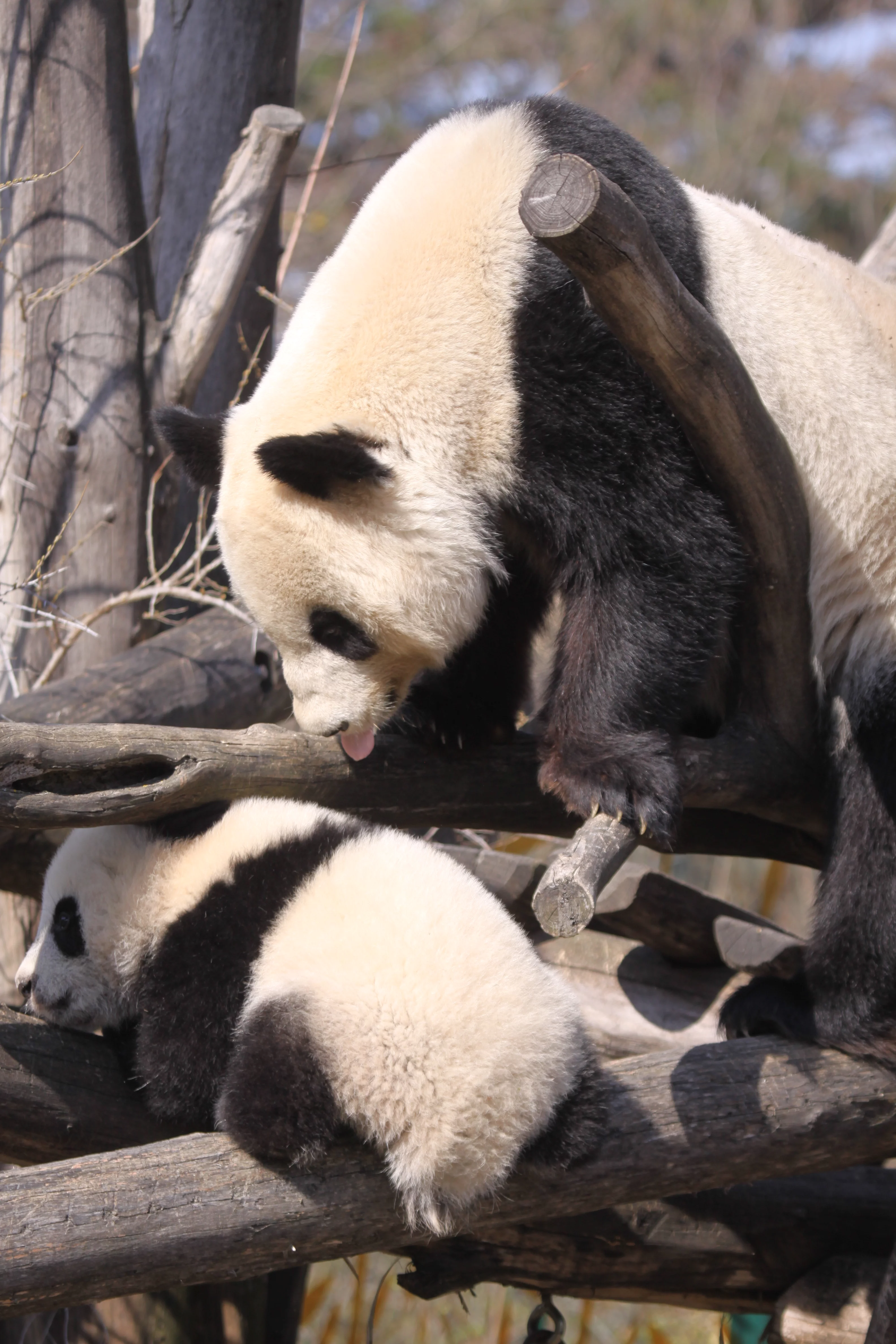 Tiergarten Schönbrunn