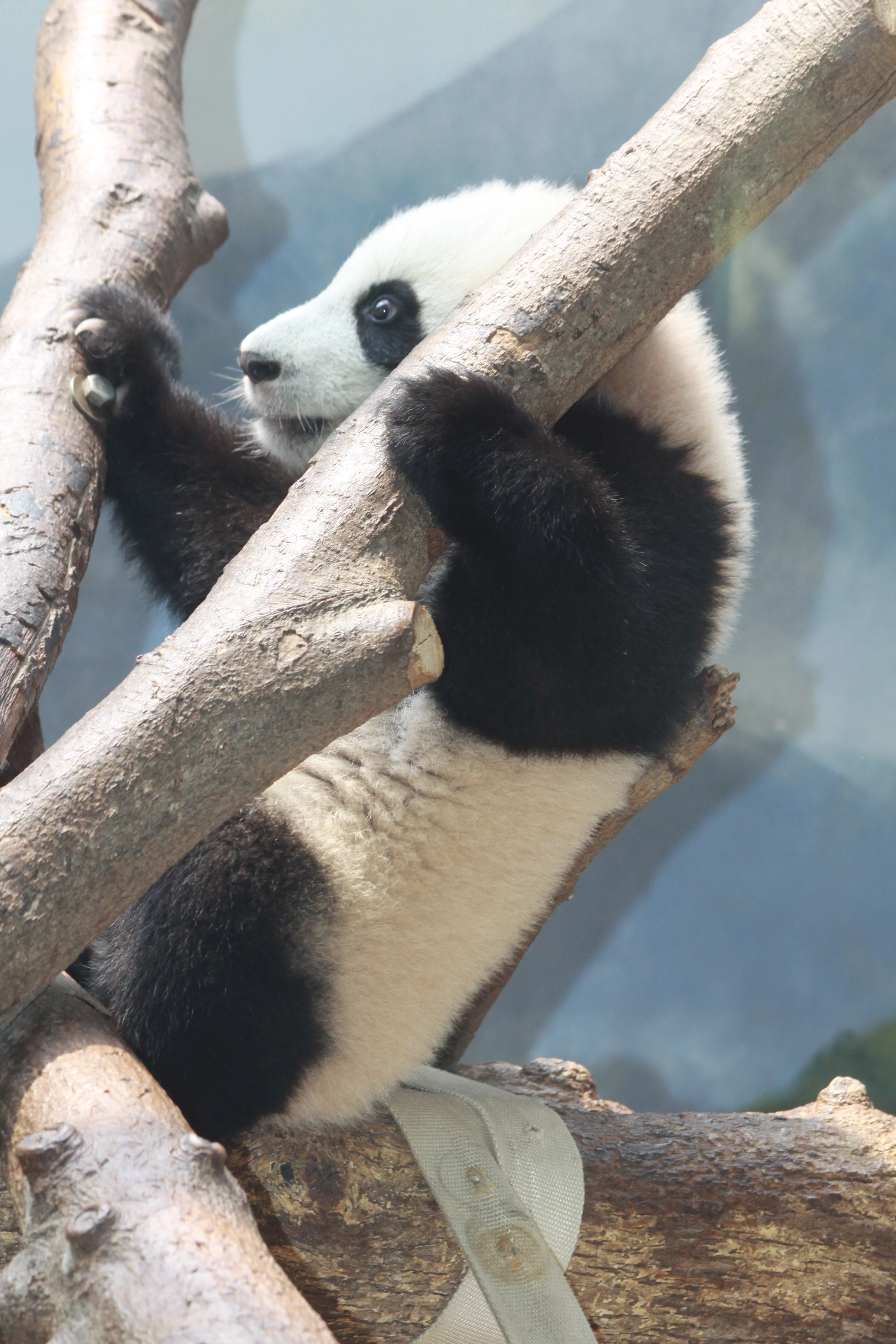 Zoo Atlanta