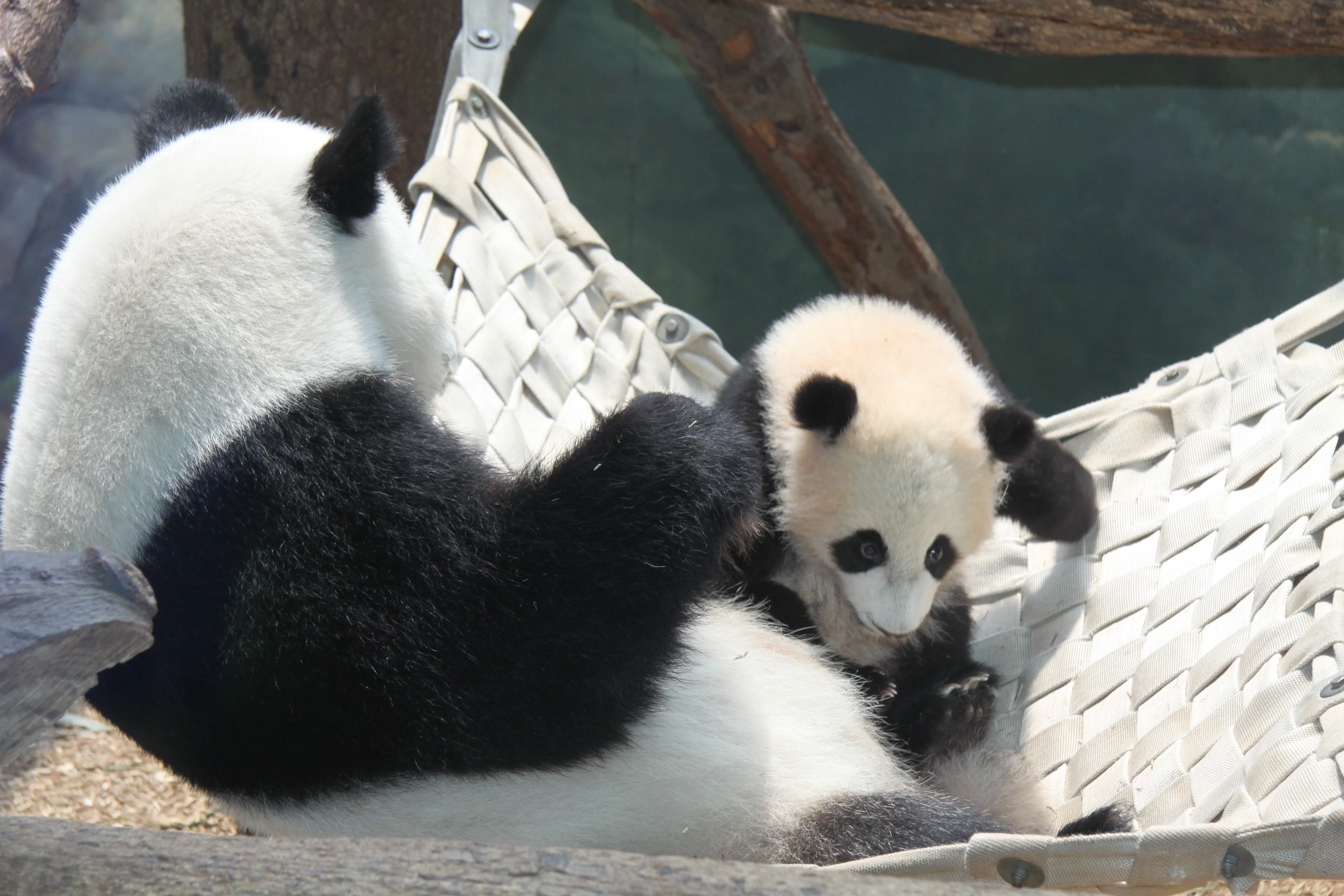 Zoo Atlanta