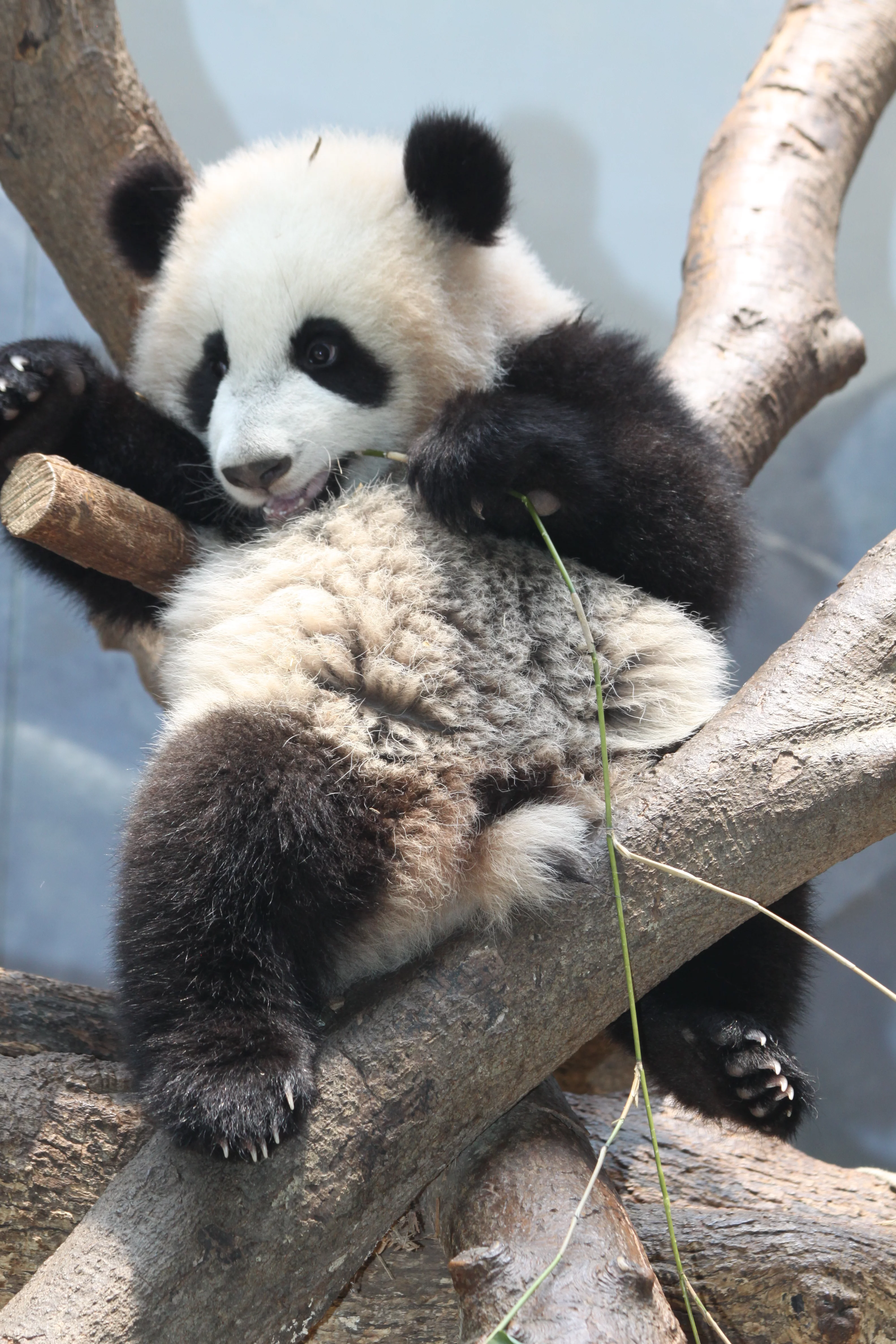 Zoo Atlanta