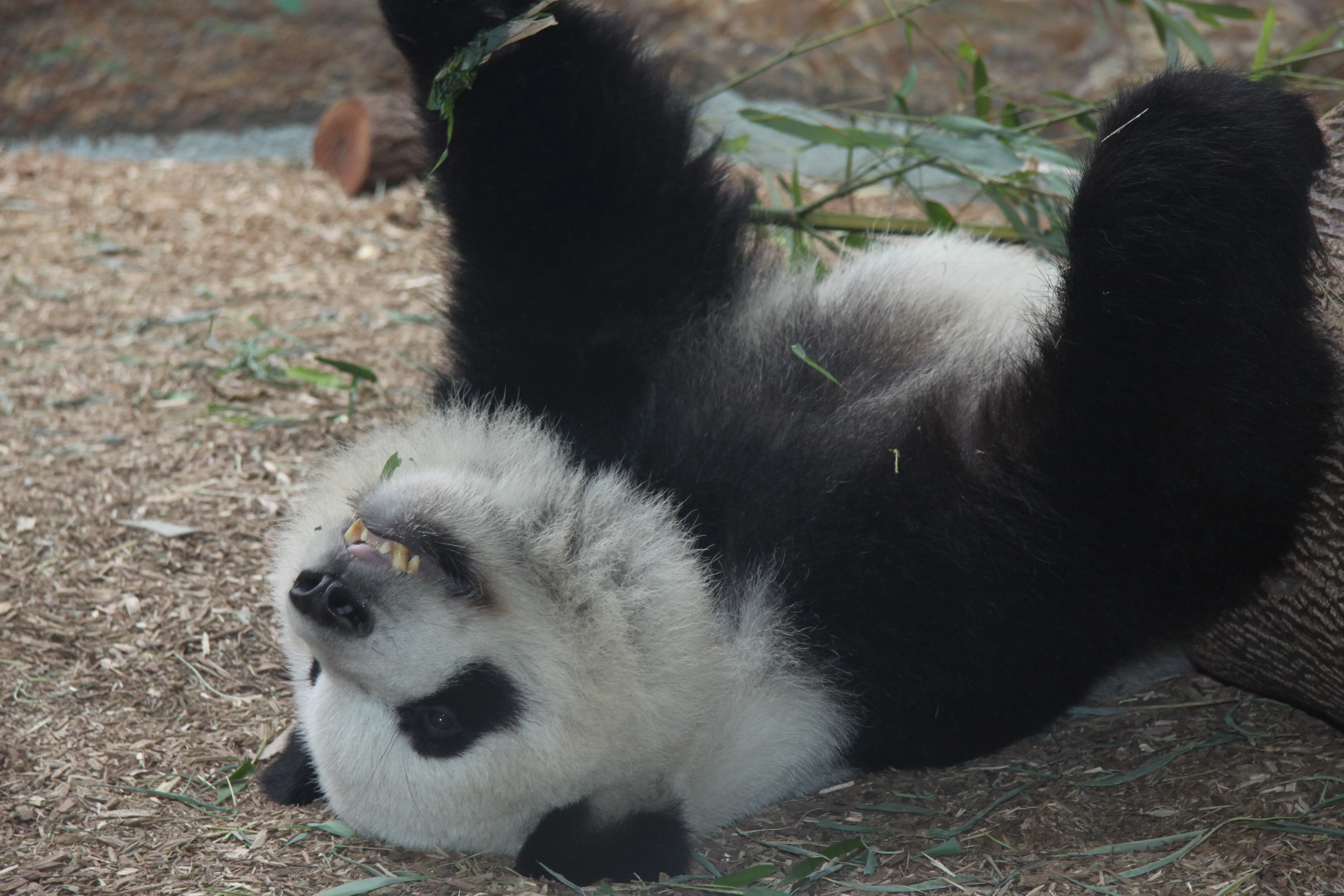 Zoo Atlanta
