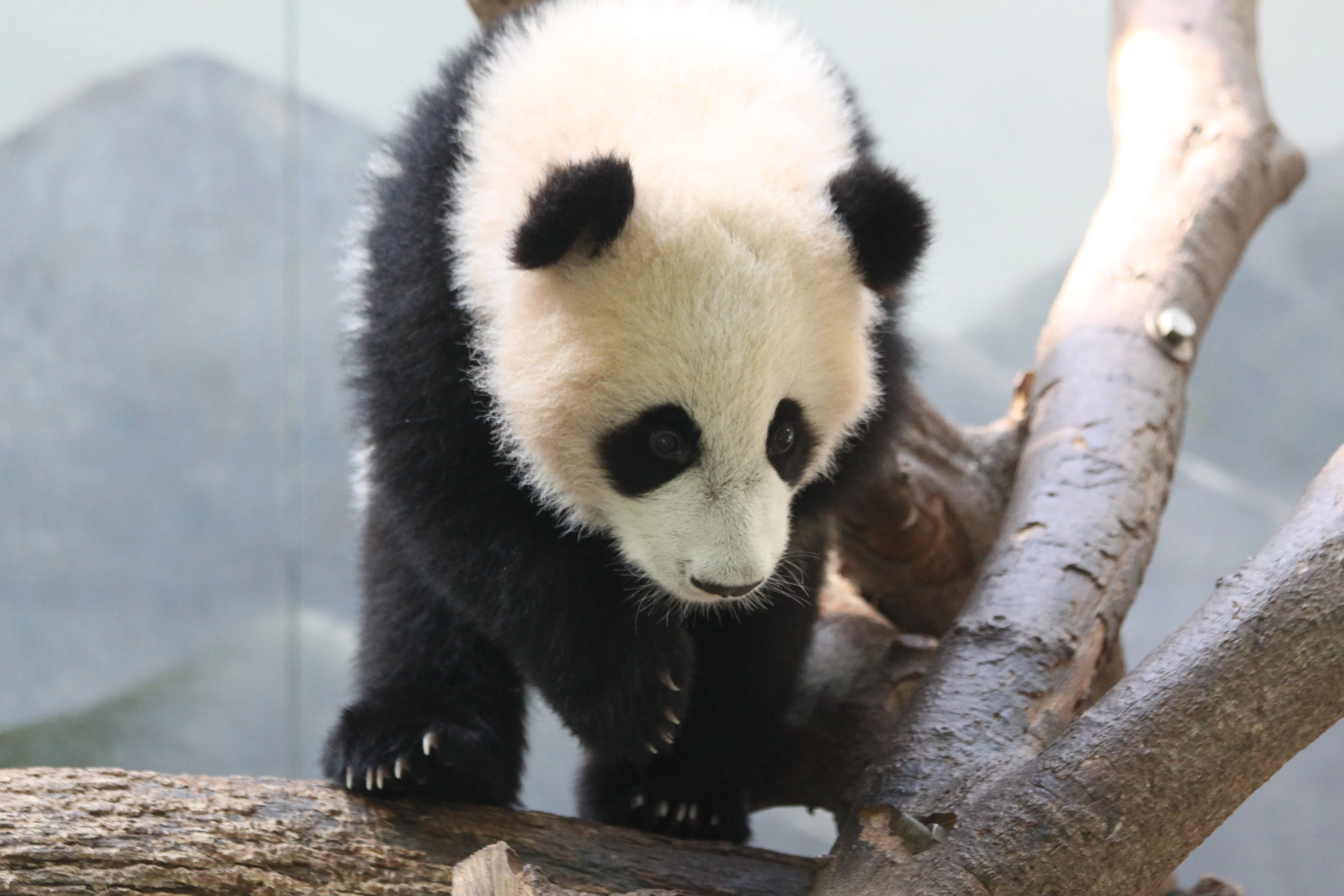 Zoo Atlanta