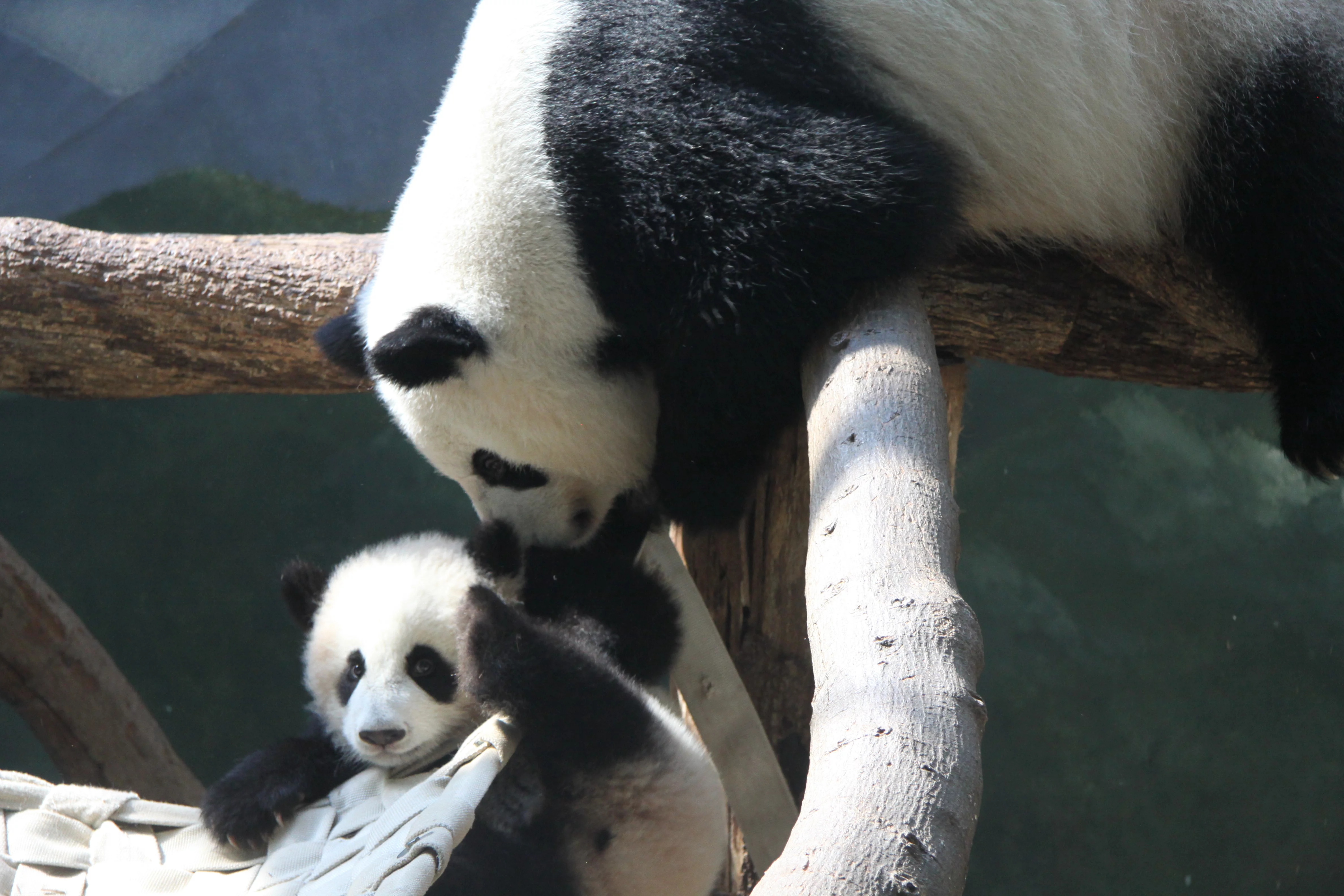 Zoo Atlanta