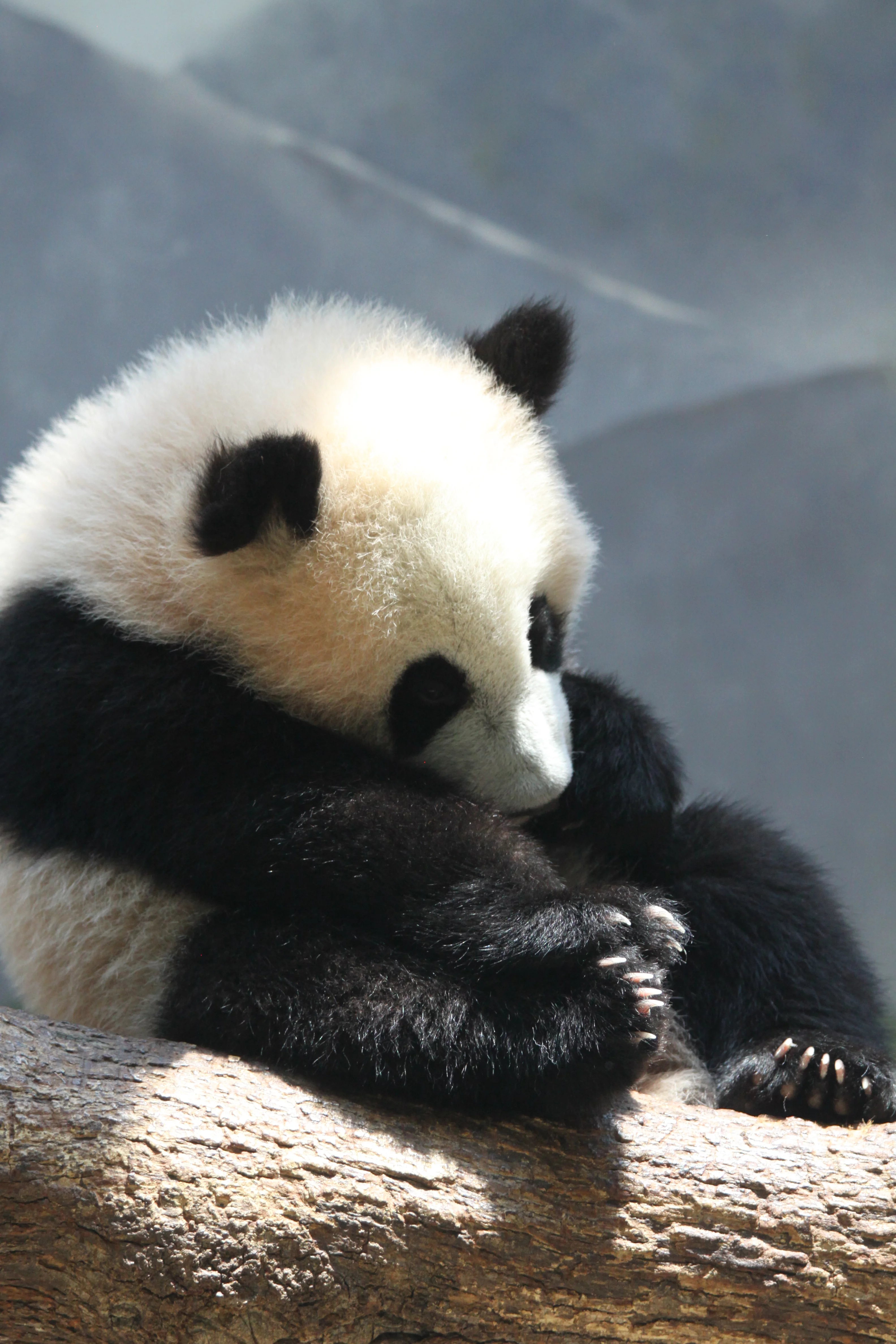 Zoo Atlanta