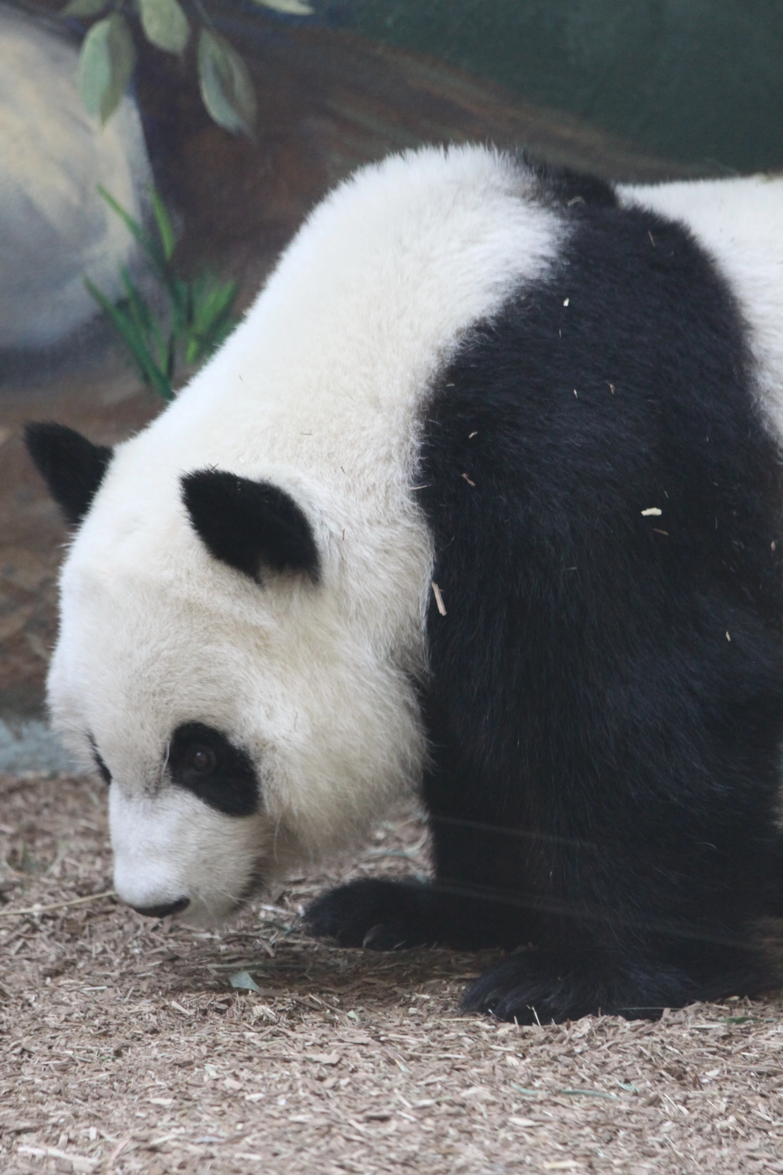 Zoo Atlanta