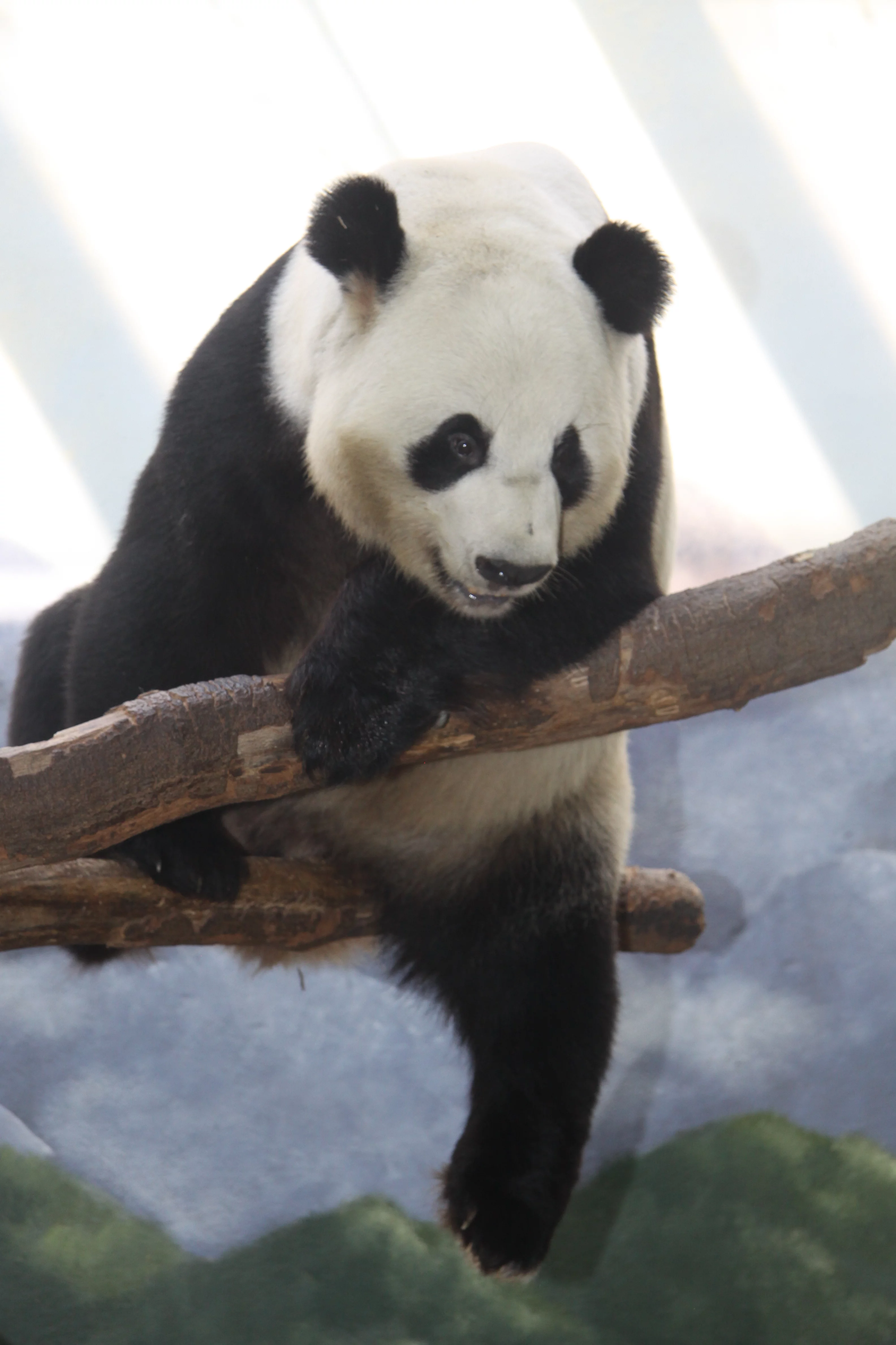 Zoo Atlanta
