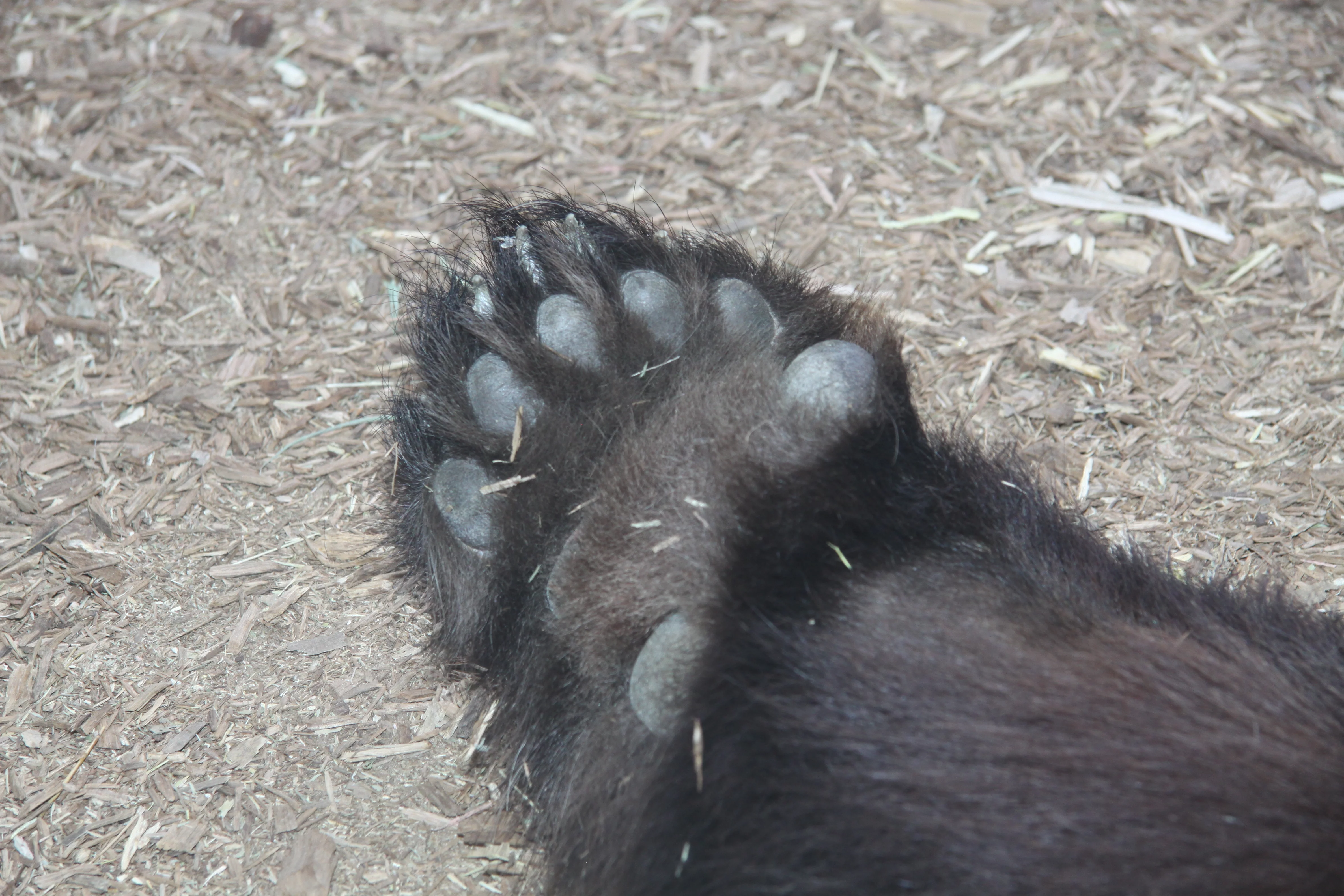 Zoo Atlanta