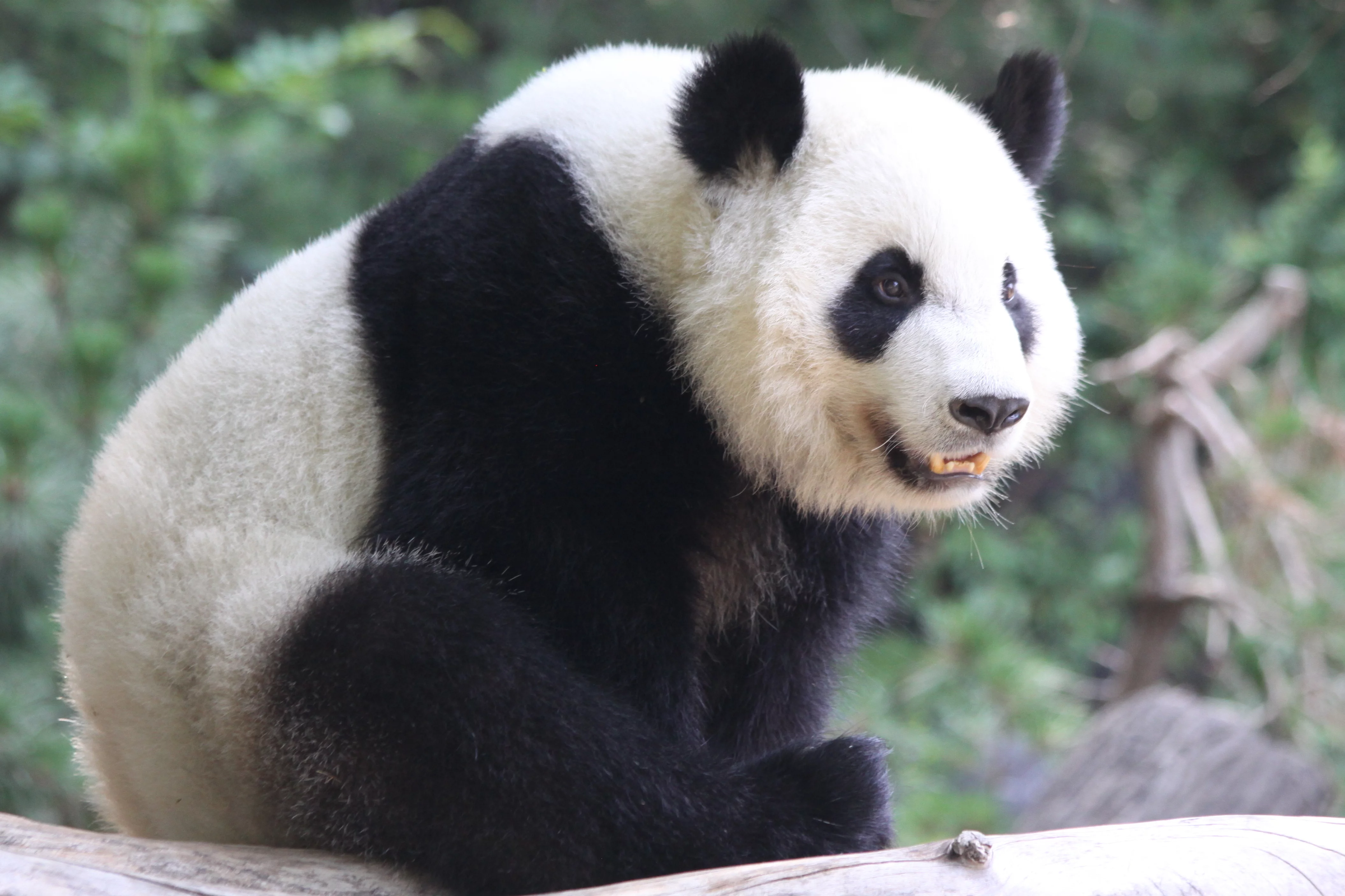 Zoo Atlanta