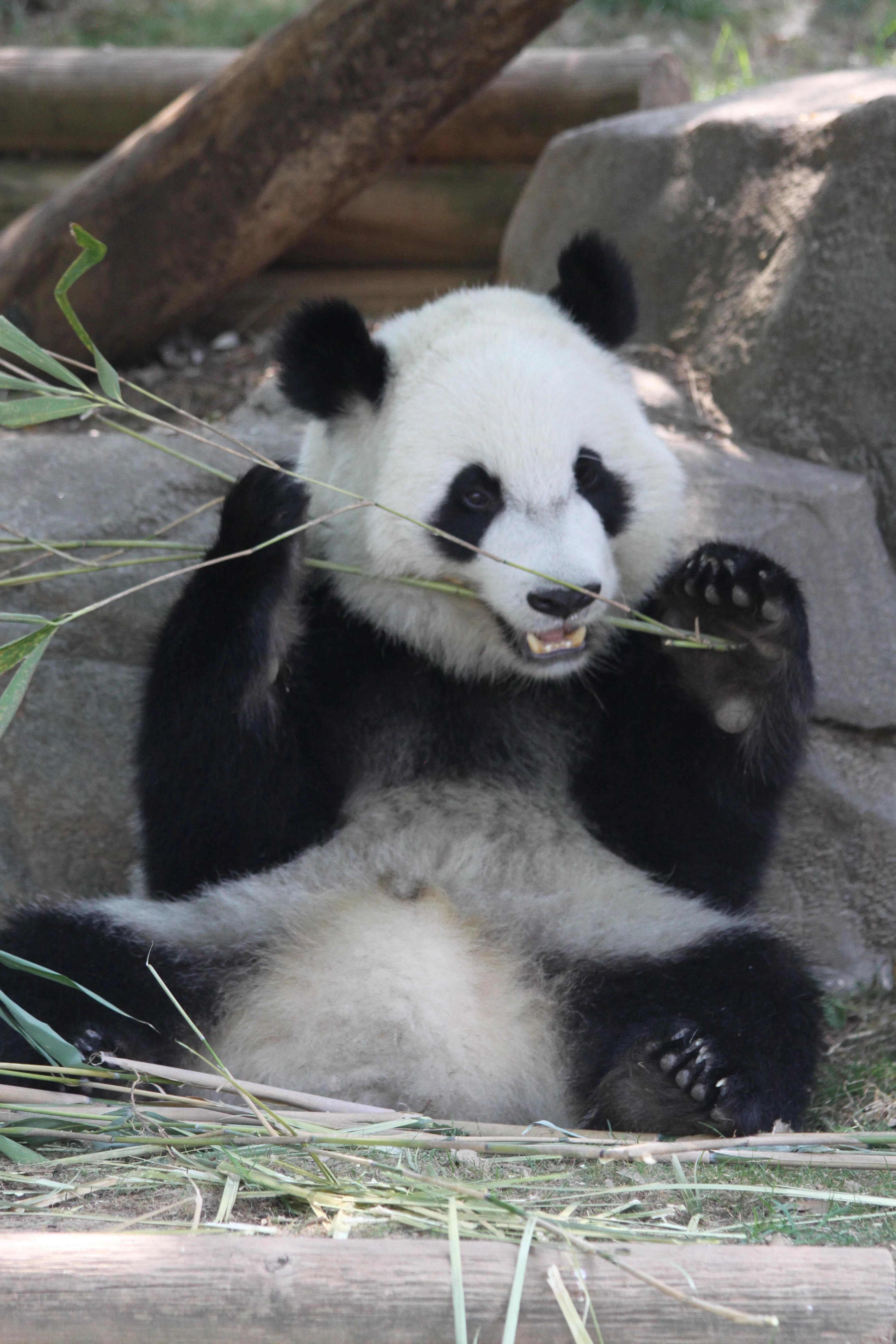 Zoo Atlanta