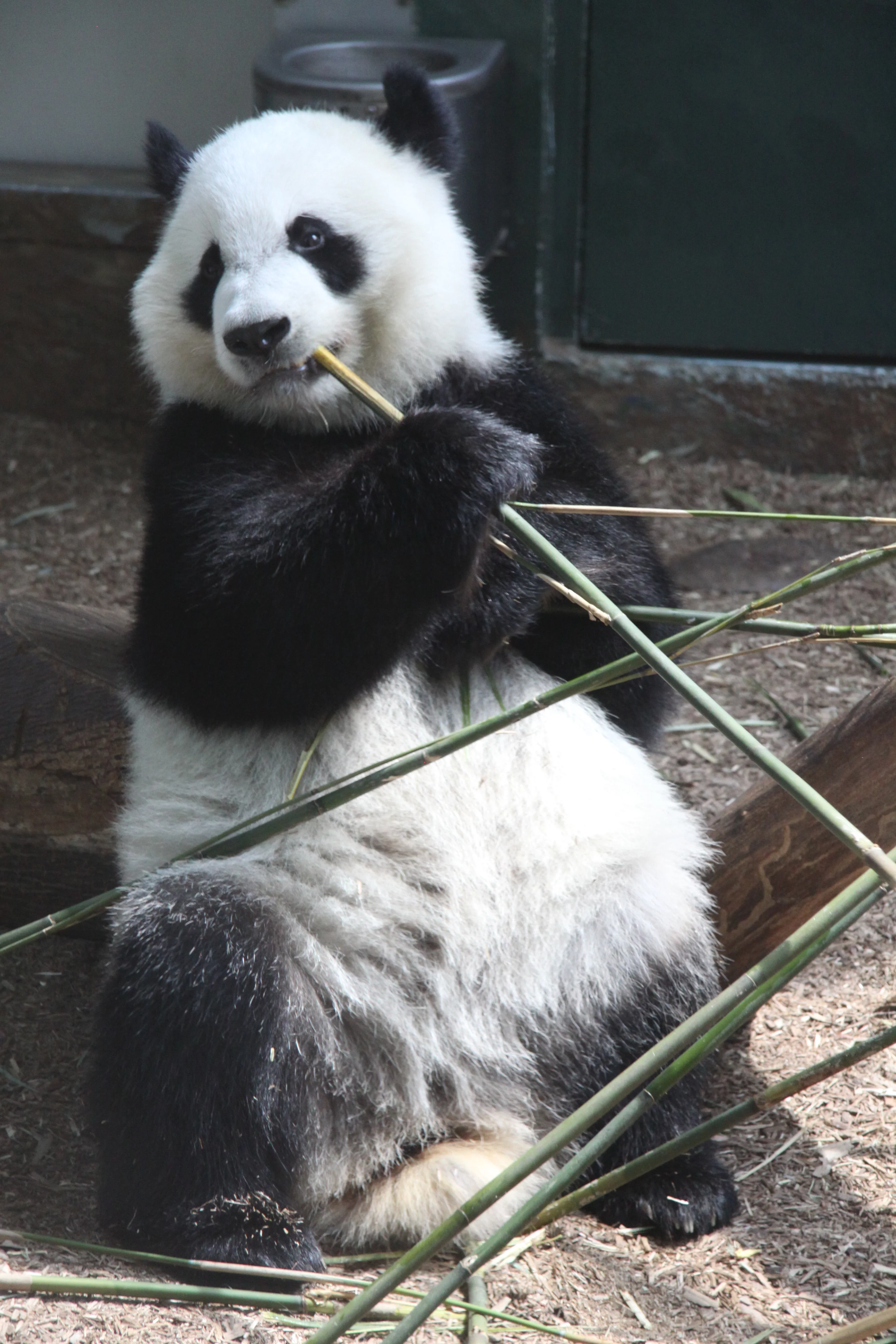 Zoo Atlanta