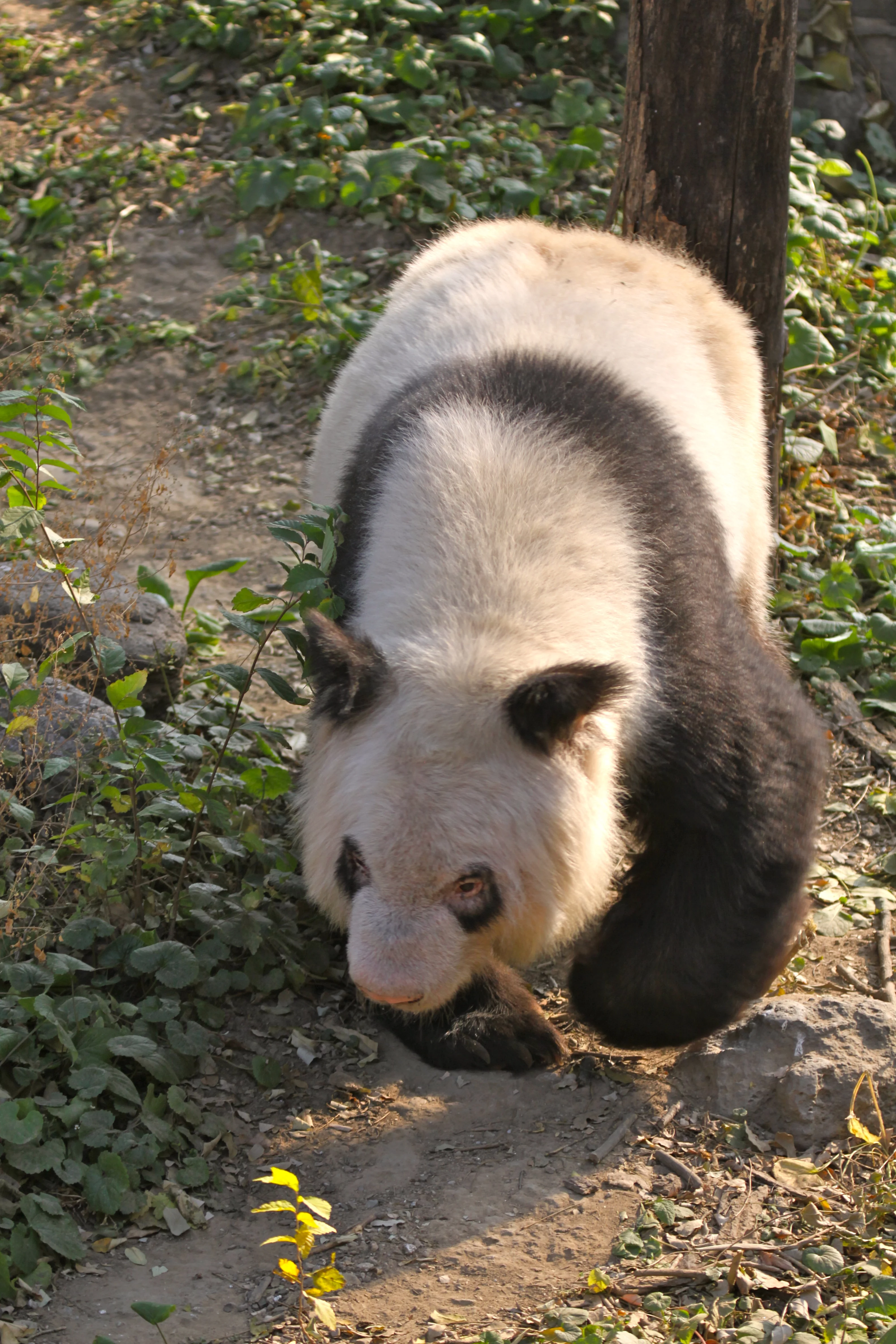 Beijing Zoo
