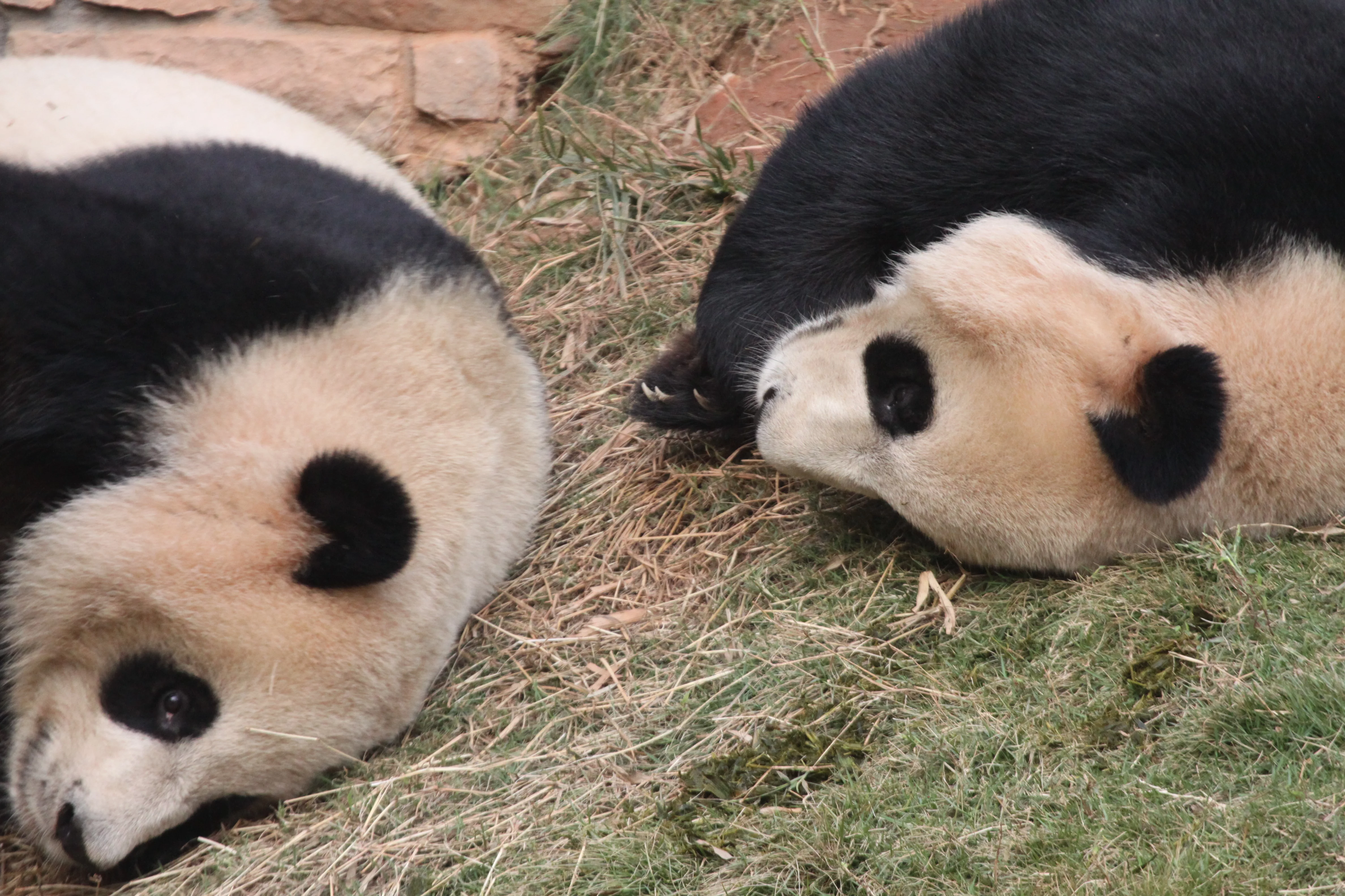 Changsha Ecological Zoo