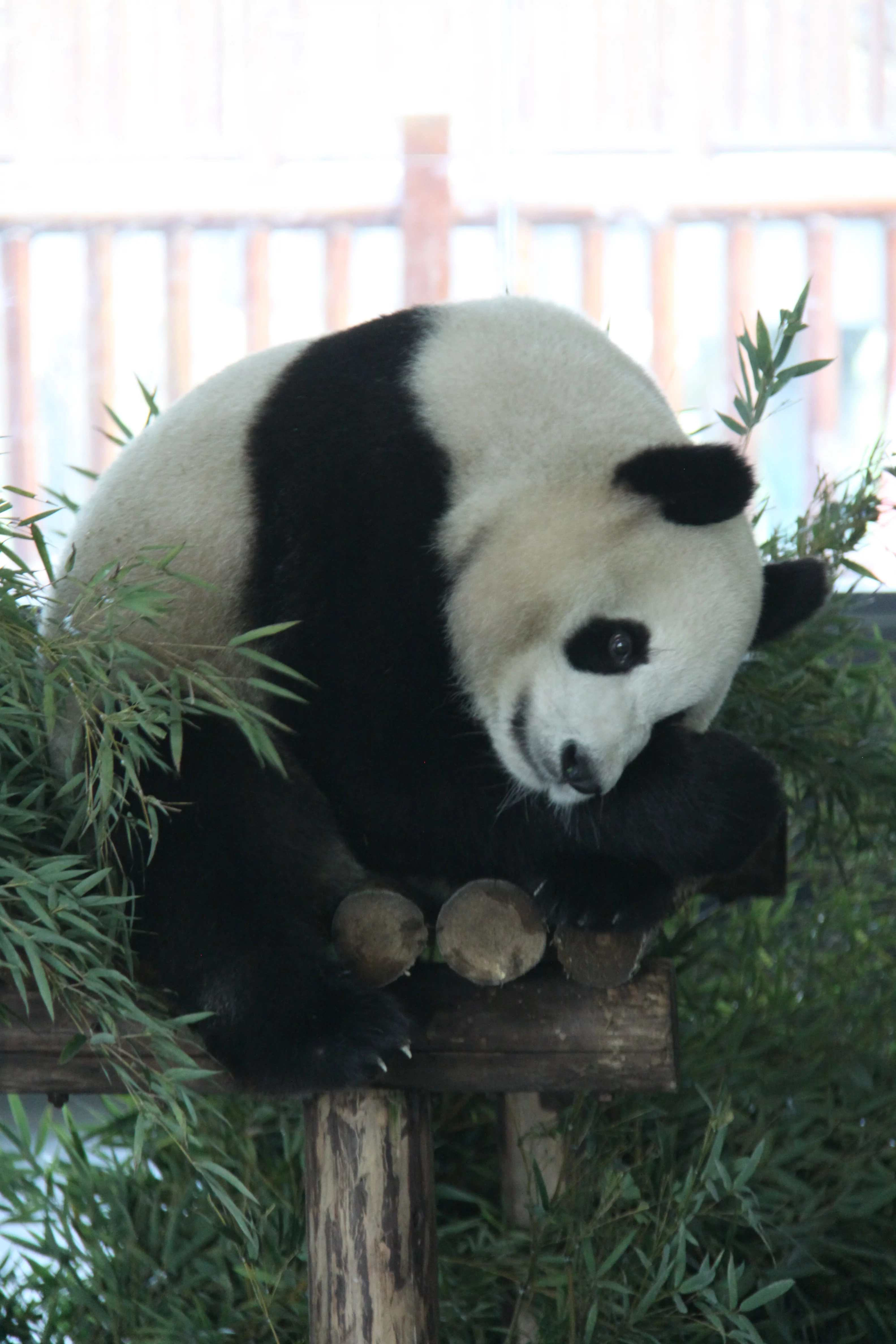 Changsha Ecological Zoo