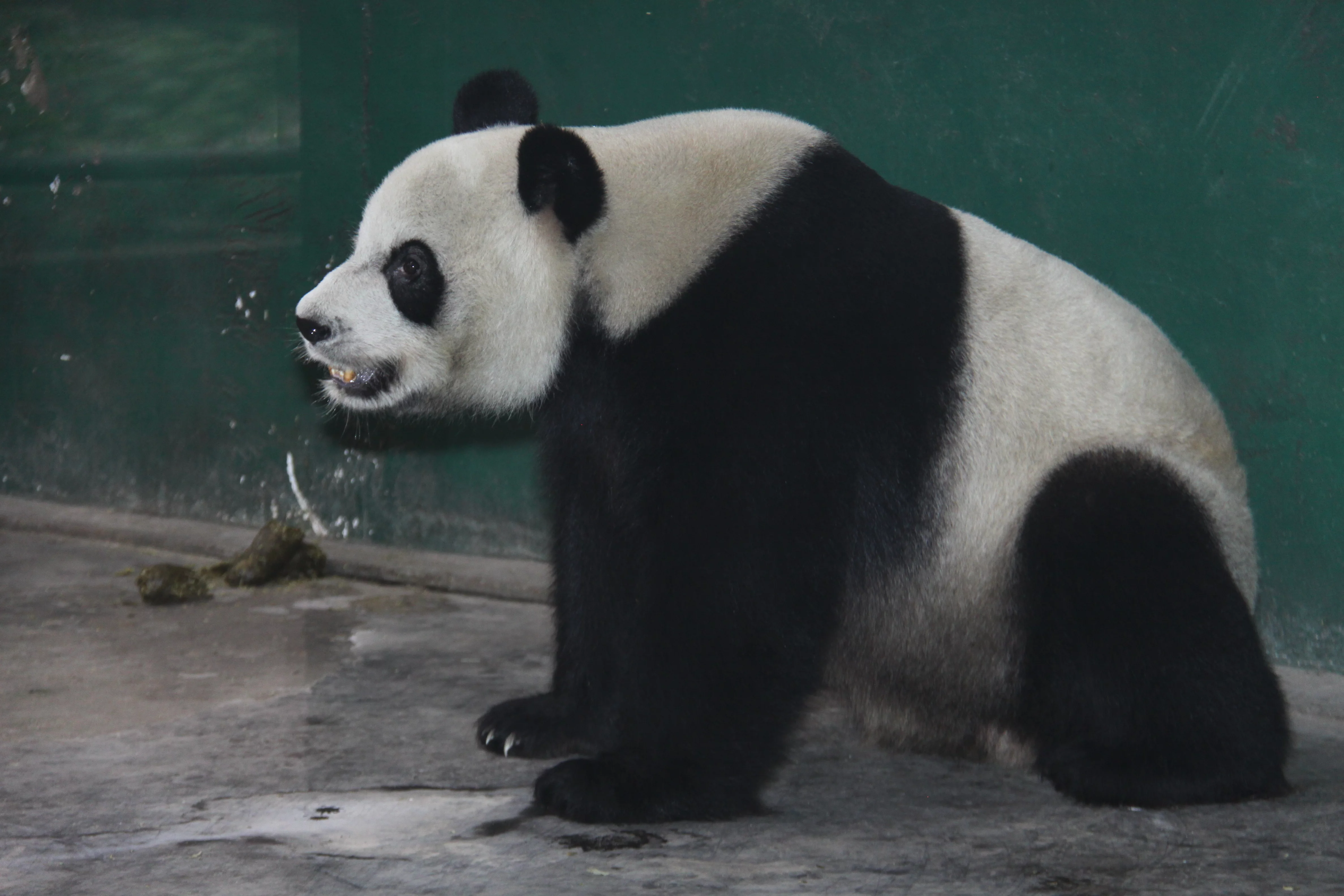 Chengdu Zoo