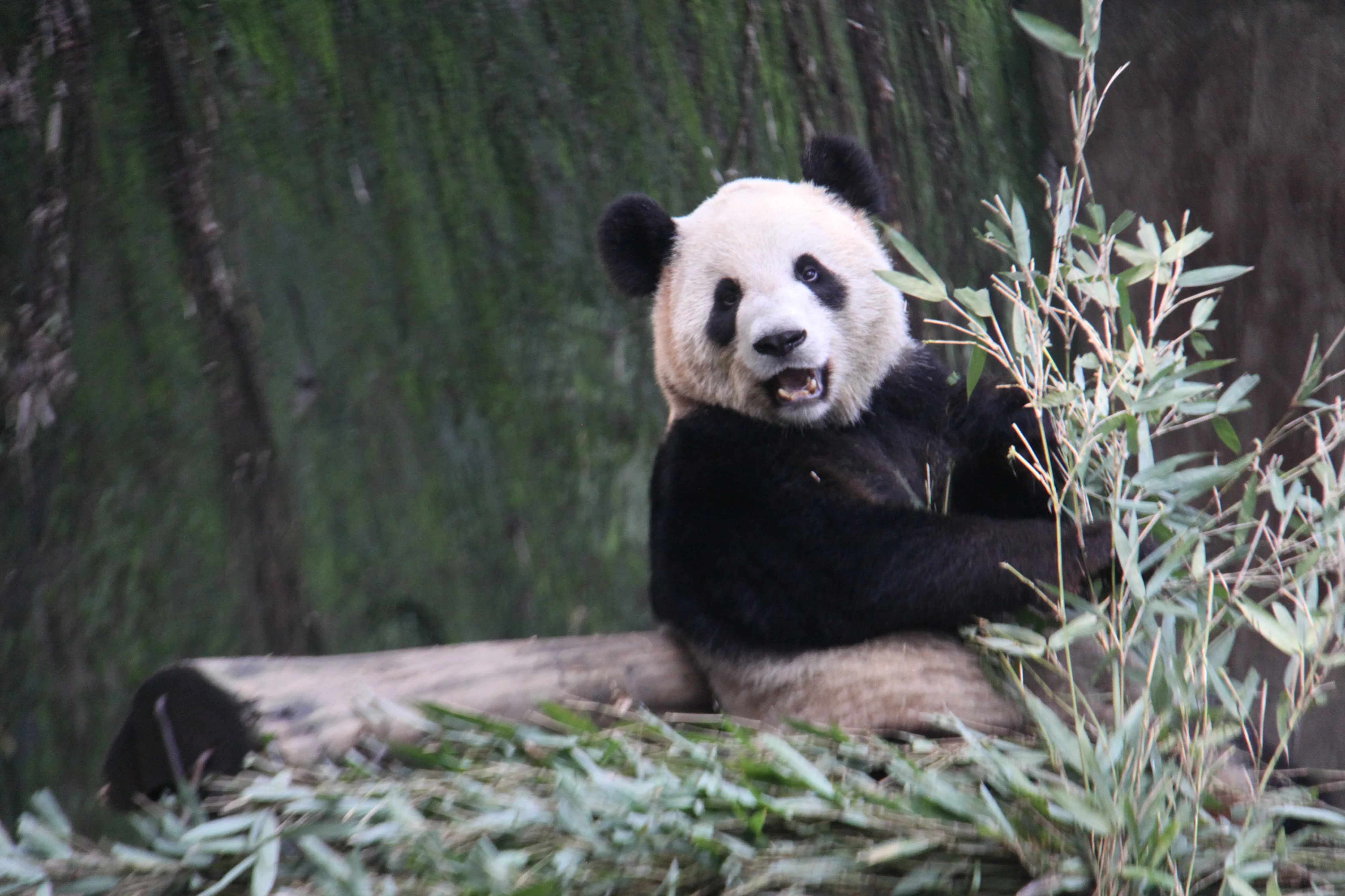 Chongqing Zoo