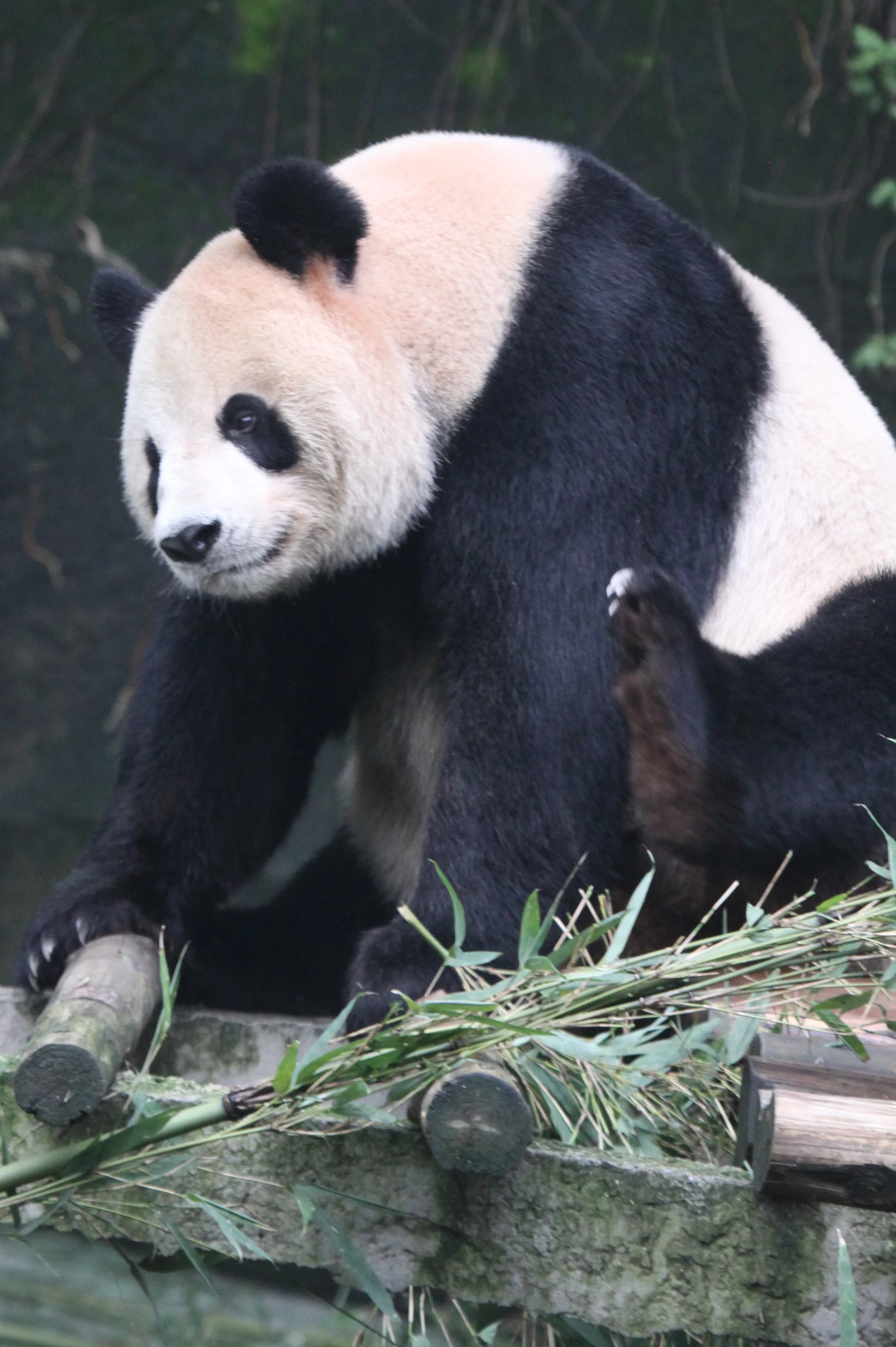 Chongqing Zoo