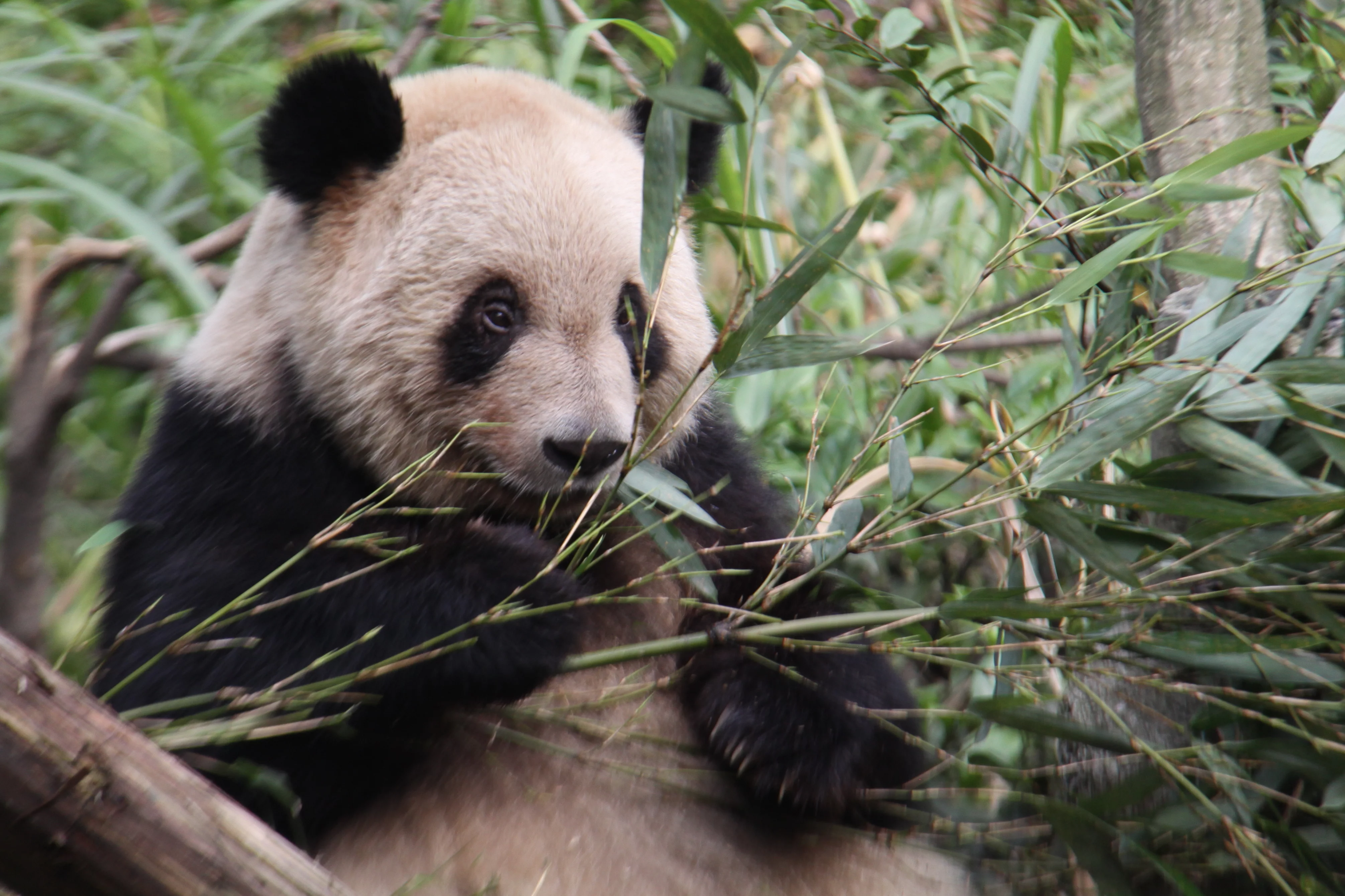 Chongqing Zoo