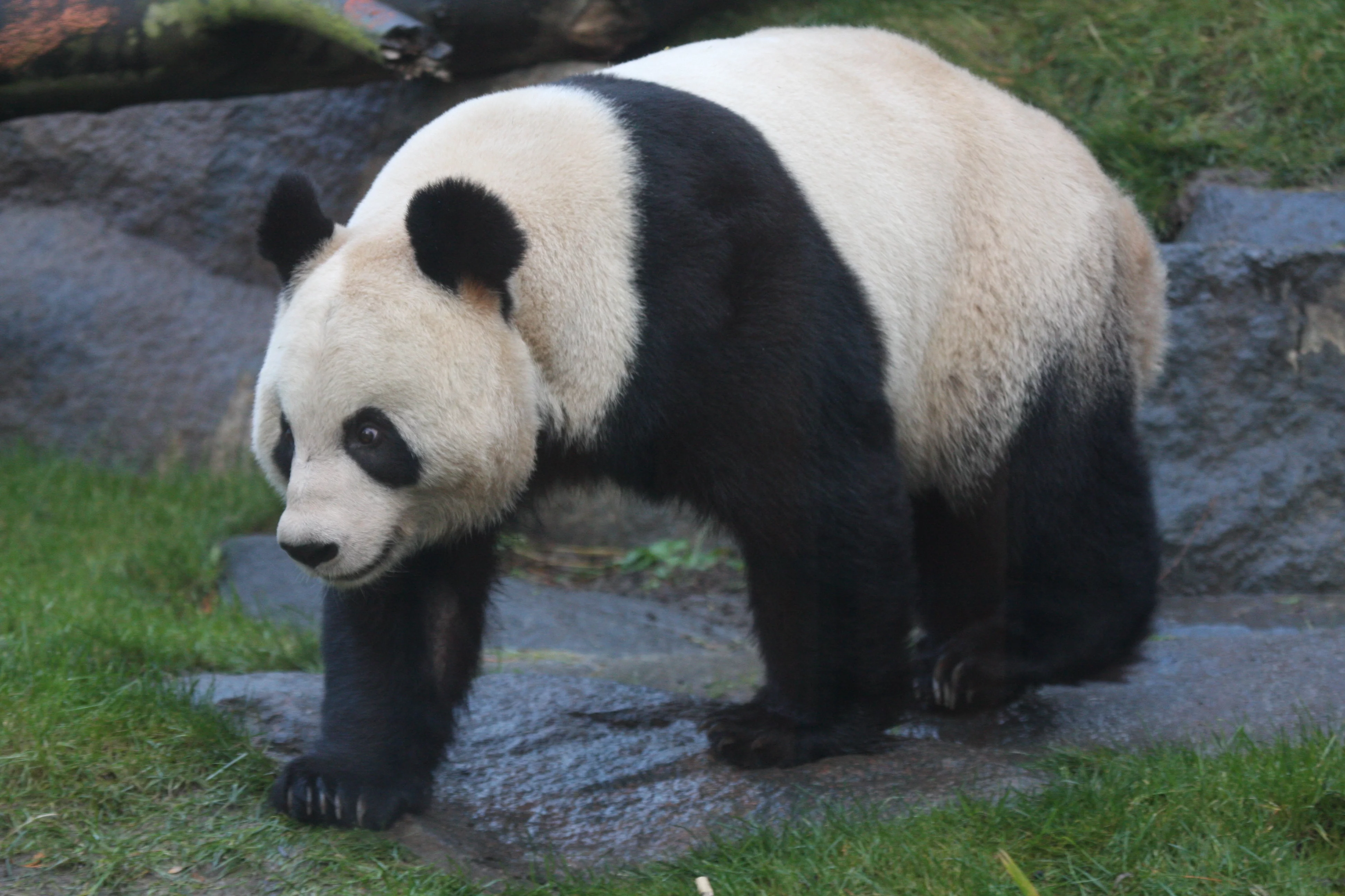 RZSS Edinburgh Zoo