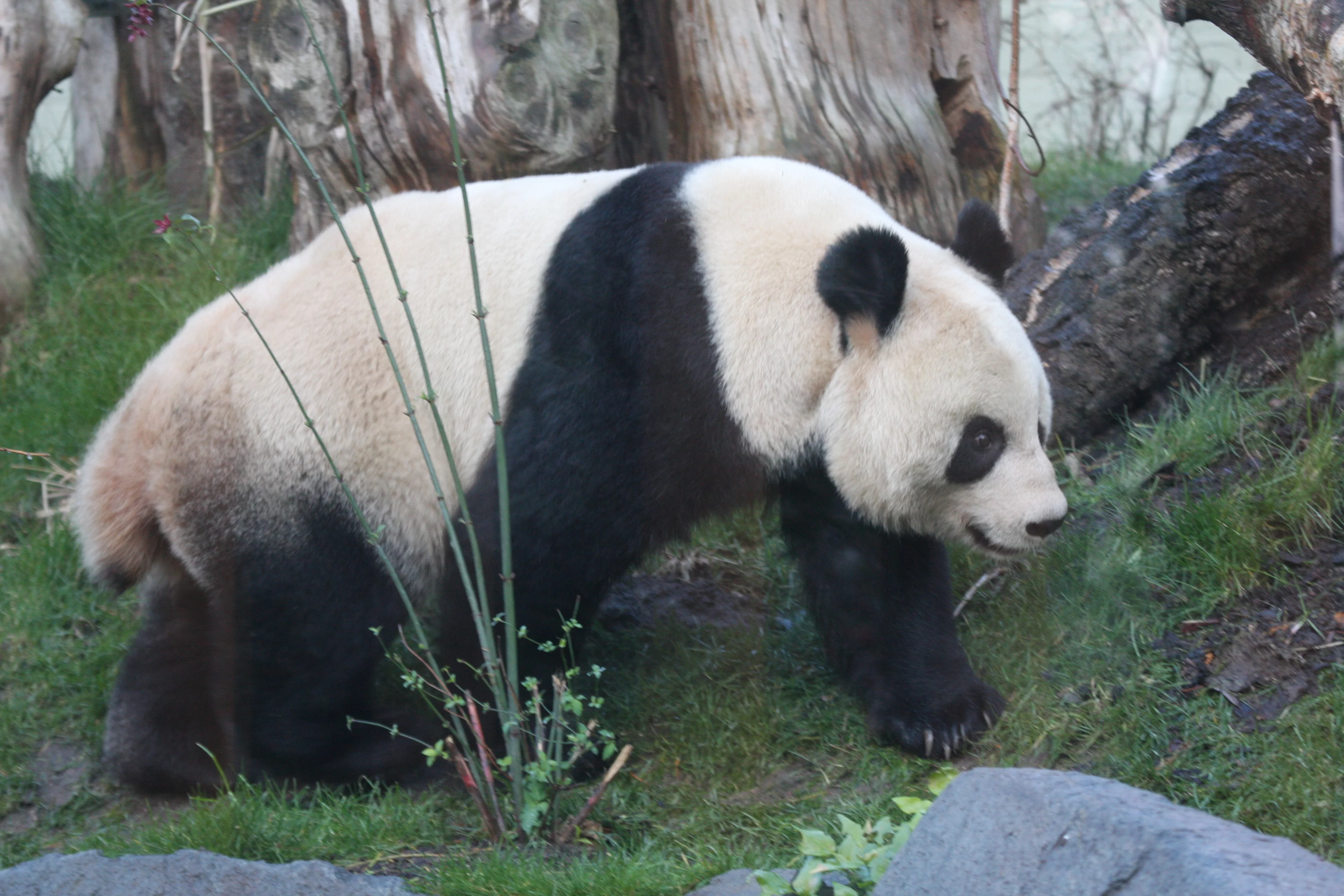 RZSS Edinburgh Zoo